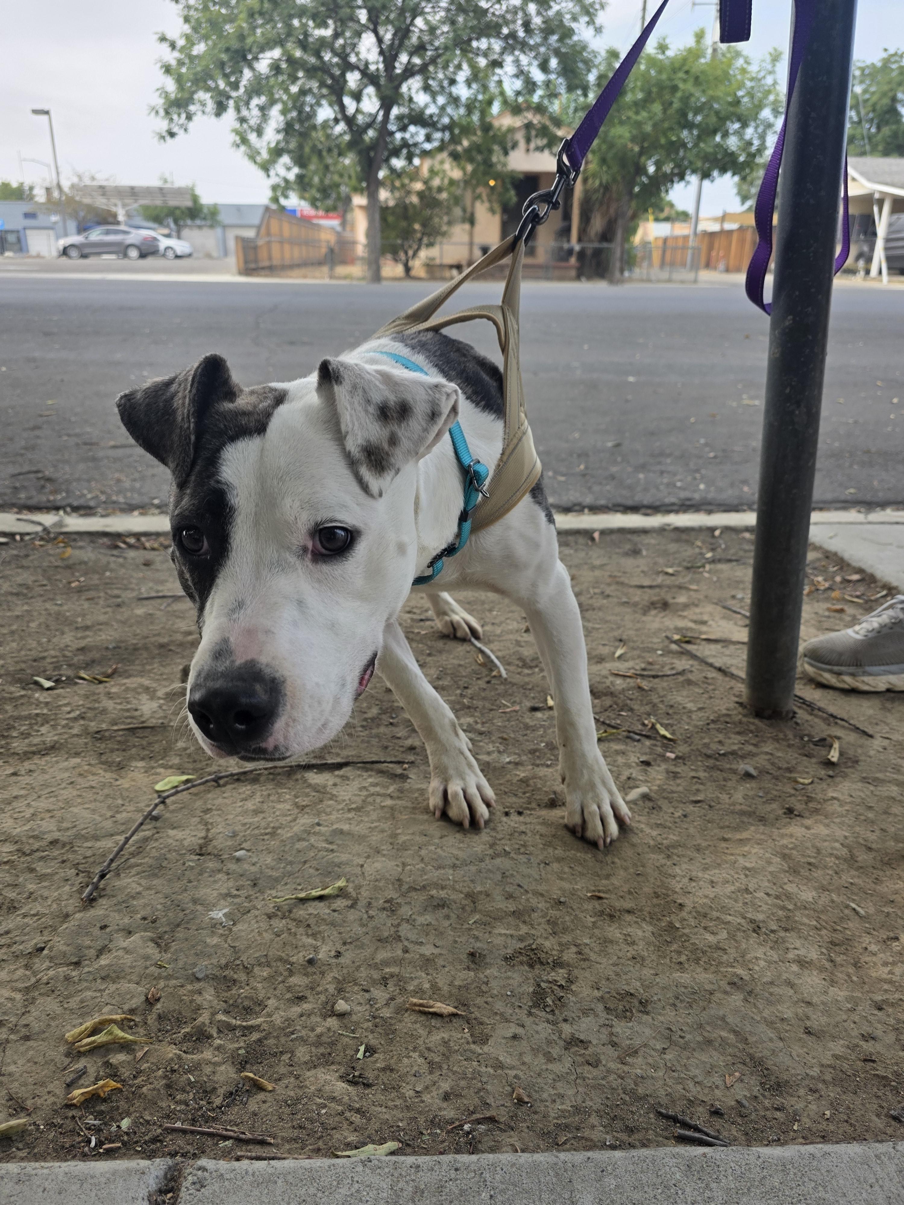Enlarge Chloe, a Adoptable mixed breed in Santa Clara, CA image 3/5