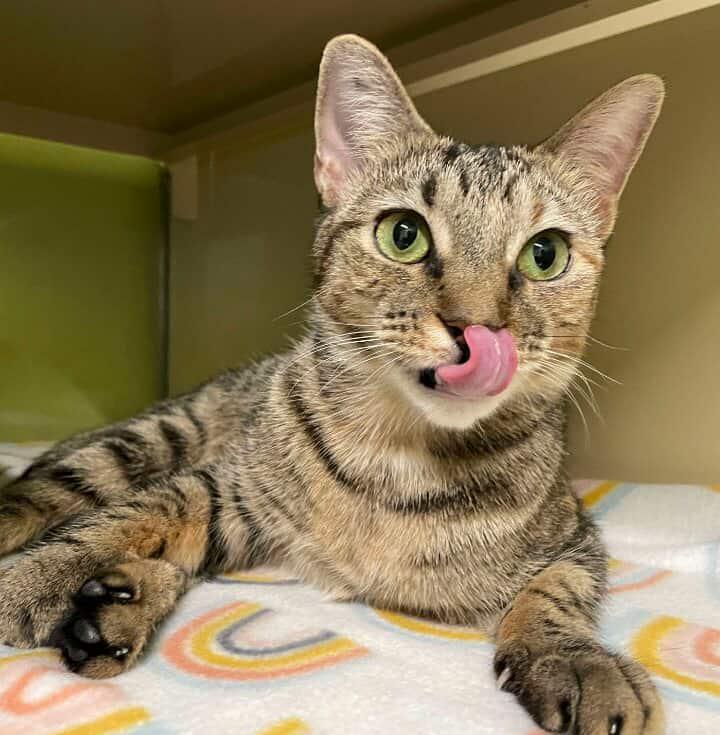 Nixie AND Trixie, Adoptable, Young Female Domestic Short Hair.