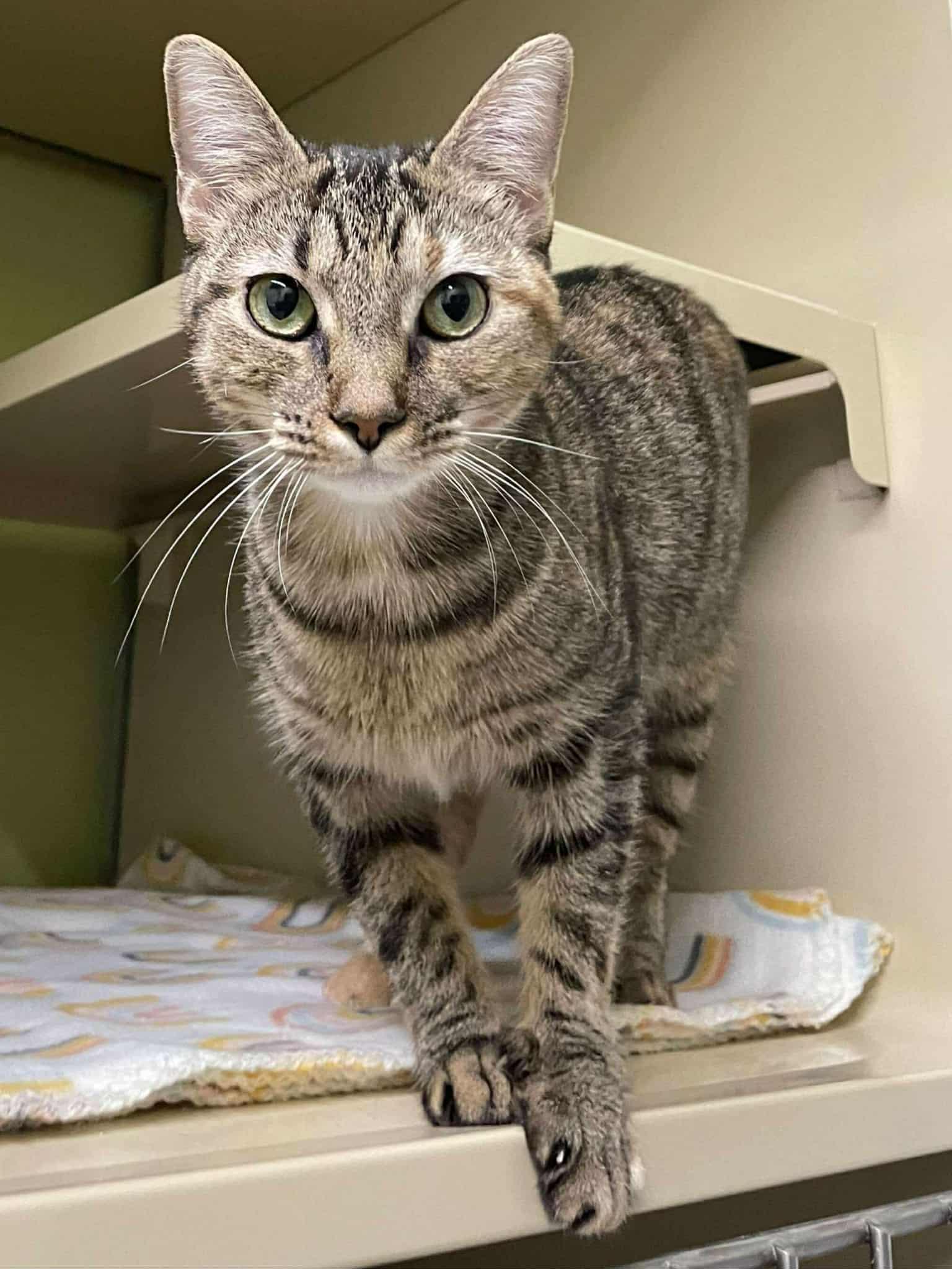 Enlarge Nixie AND Trixie, a Adoptable Domestic Short Hair in Gonic, NH image 2/3