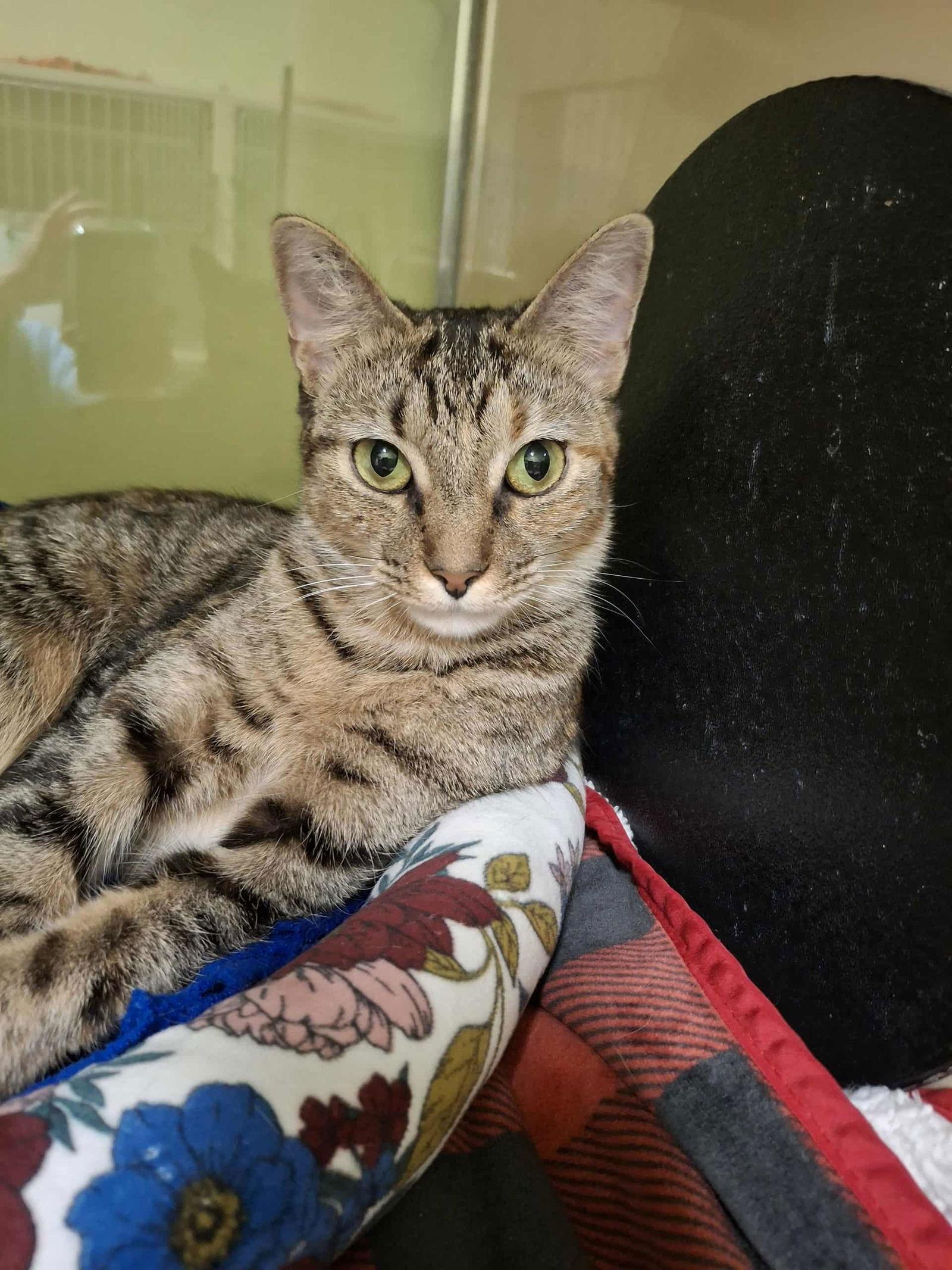 Enlarge Nixie AND Trixie, a Adoptable Domestic Short Hair in Gonic, NH image 3/3