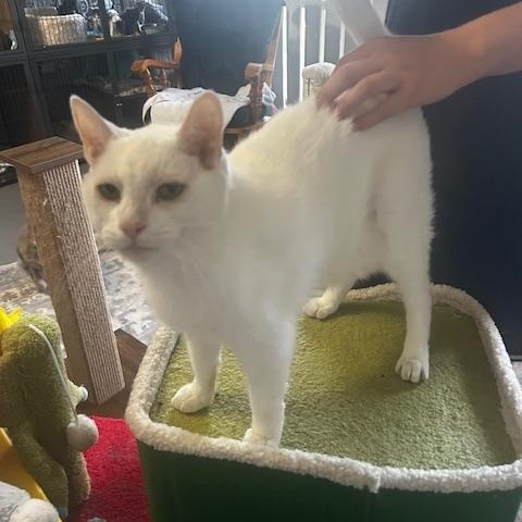 Enlarge Pinky , a ADOPTABLE Domestic Short Hair in Lehigh Acres, FL image 1/1