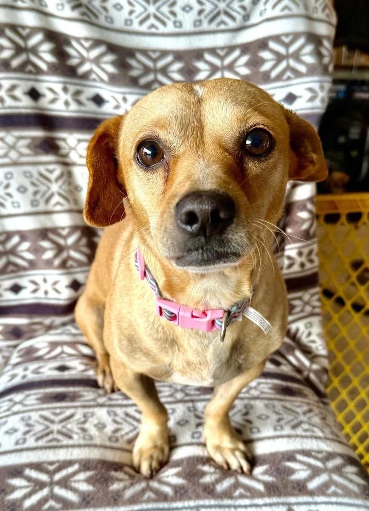 Andy, Adoptable, Adult Male Chihuahua & Dachshund.
