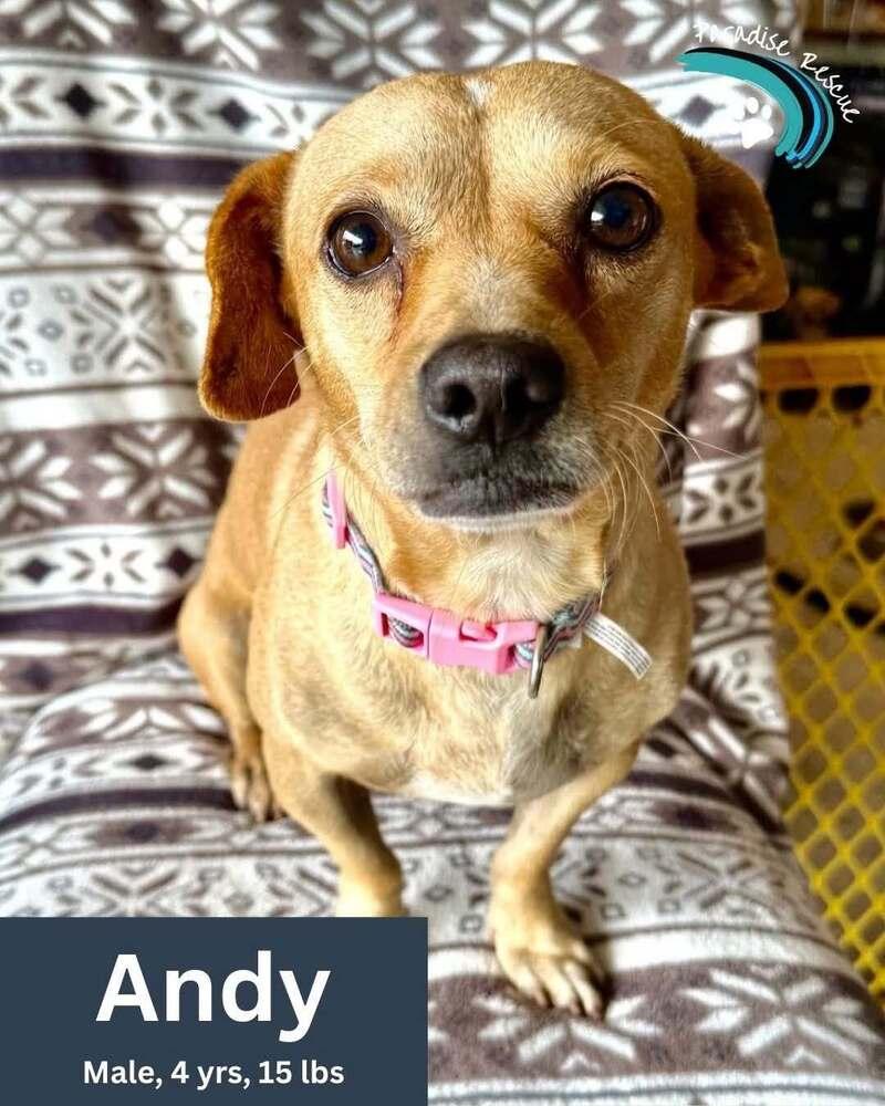Enlarge Andy, a Adoptable mixed breed in Orlando, FL image 2/6
