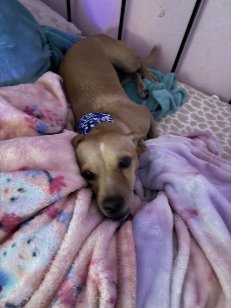 Enlarge Andy, a Adoptable mixed breed in Orlando, FL image 3/6