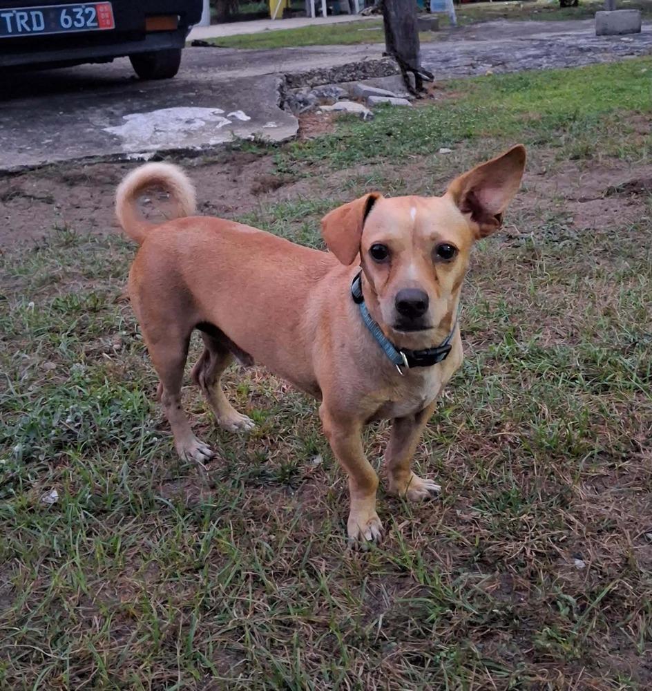 Enlarge Andy, a Adoptable mixed breed in Orlando, FL image 4/6