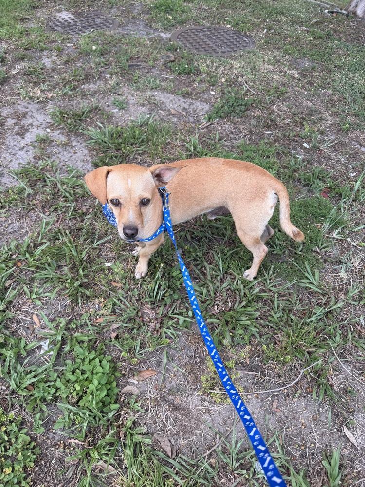 Enlarge Andy, a Adoptable mixed breed in Orlando, FL image 5/6