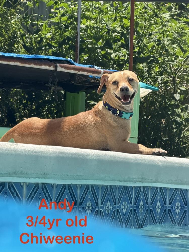 Andy, a Adoptable mixed breed in Orlando, FL image 4/5