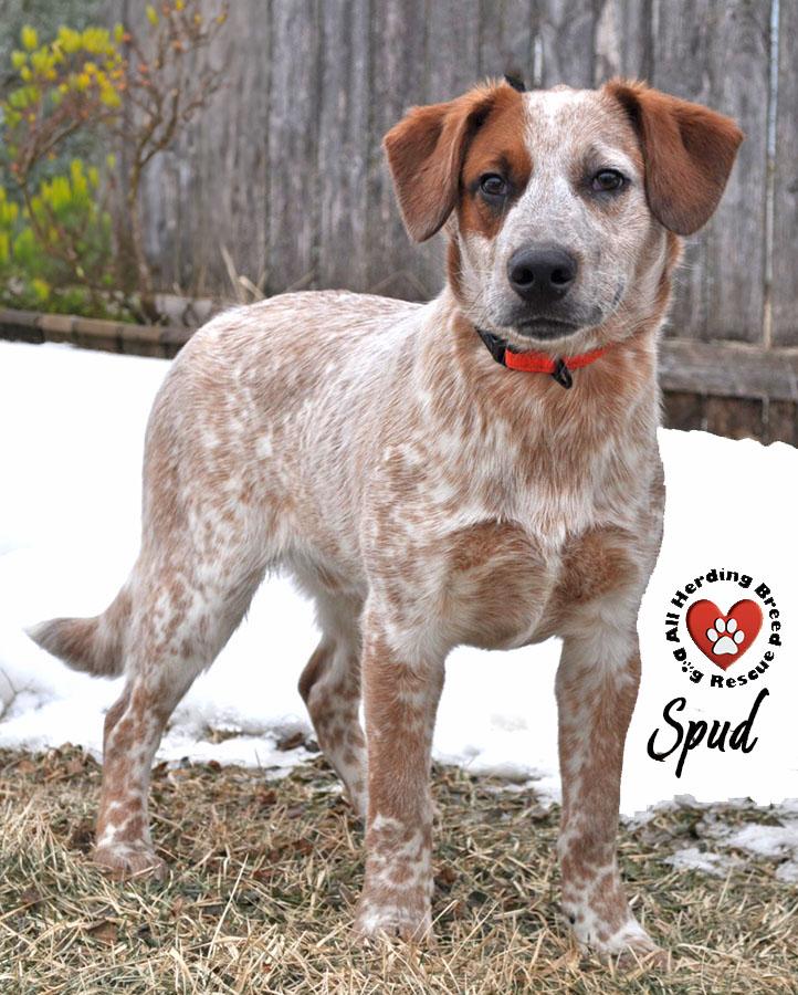 Spud, ADOPTABLE, Puppy Male Cattle Dog.