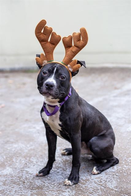 Enlarge BLITZEN, a Adoptable mixed breed in Brewster, MA image 1/1