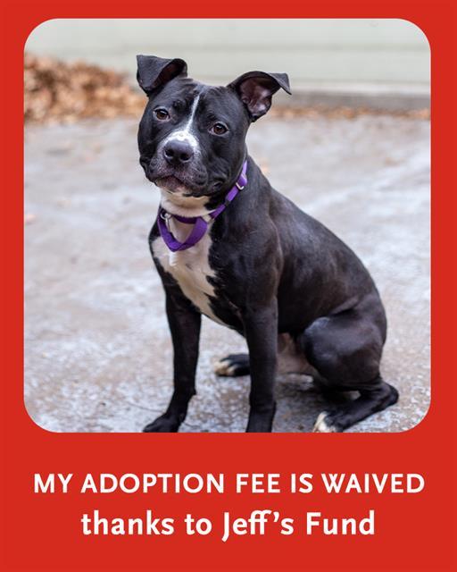 Enlarge BLITZEN, a Adoptable mixed breed in Brewster, MA image 1/1