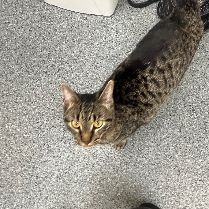 Enlarge Rain, a Adoptable Domestic Short Hair in Baltimore, MD image 2/5