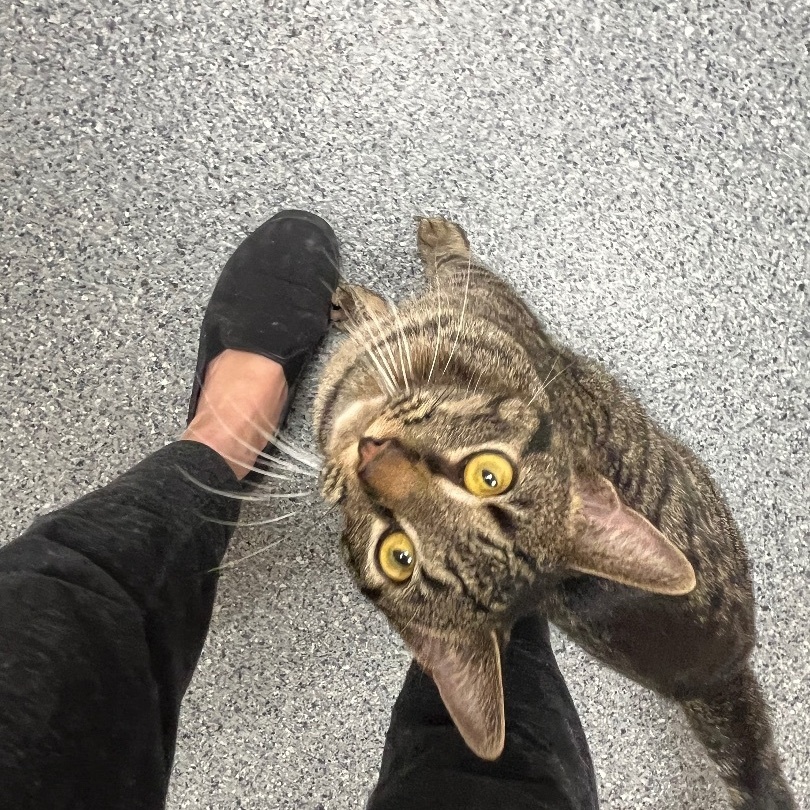 Enlarge Rain, a Adoptable Domestic Short Hair in Baltimore, MD image 3/5