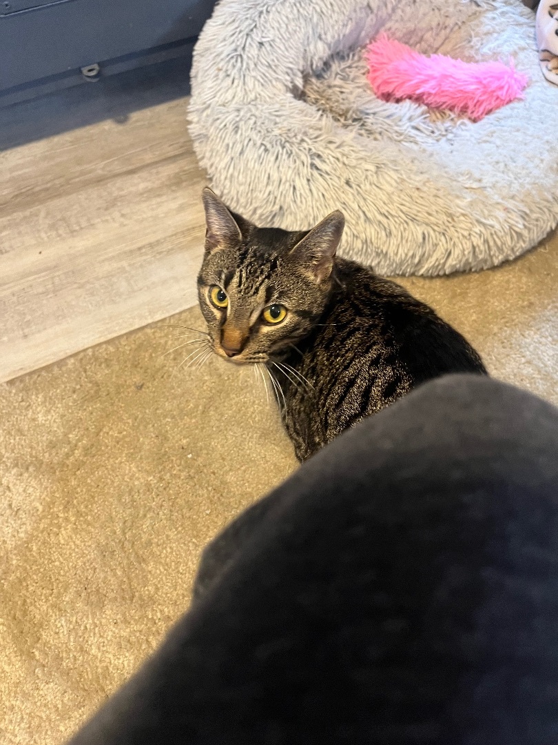 Enlarge Rain, a Adoptable Domestic Short Hair in Baltimore, MD image 4/5