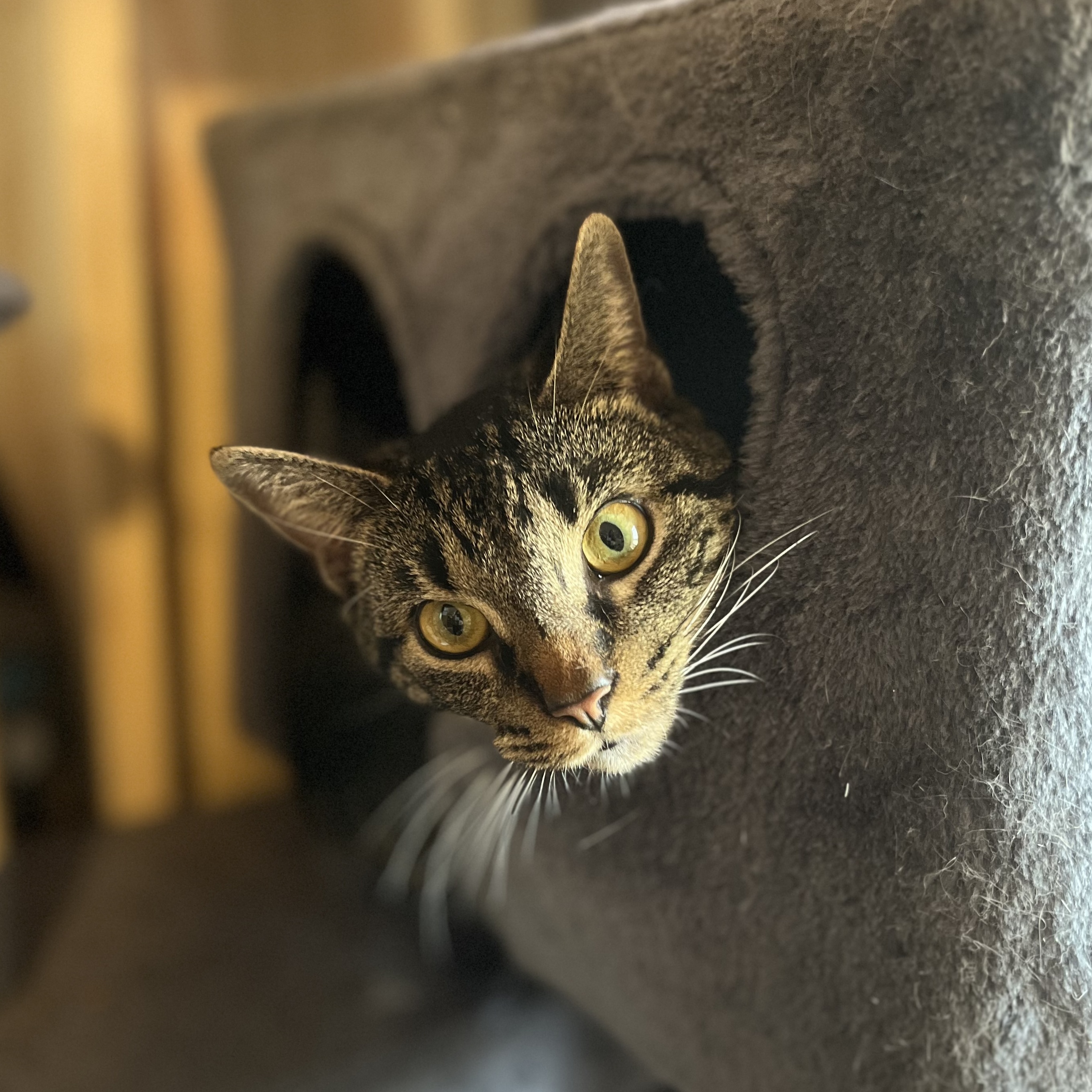 Rain, Adoptable, Young Male Domestic Short Hair.