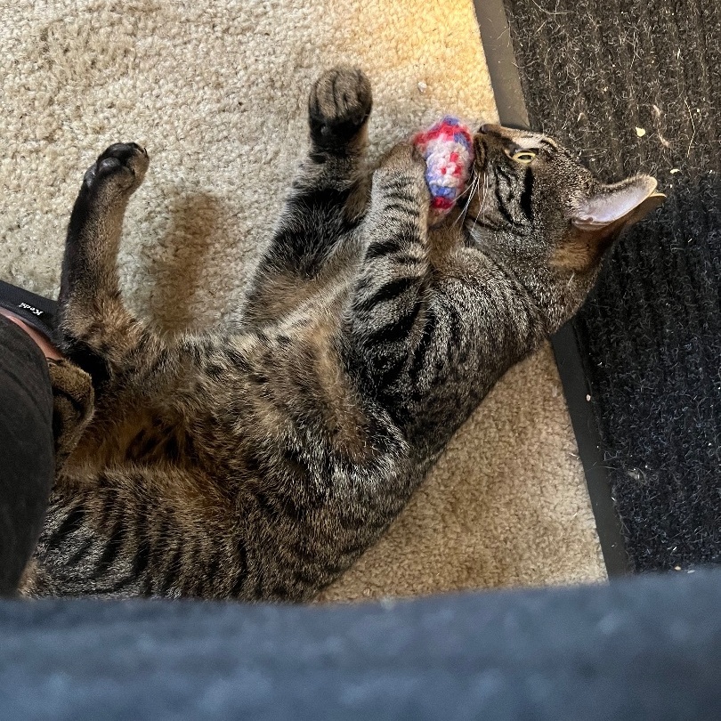 Enlarge Rain, a Adoptable Domestic Short Hair in Baltimore, MD image 5/5