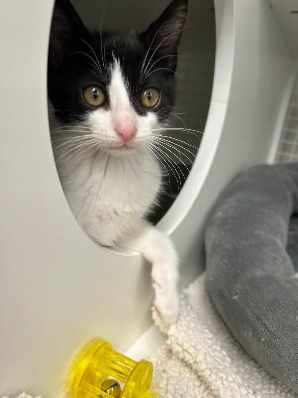 Enlarge JARED, a Adoptable Domestic Short Hair in Diamond Springs, CA image 1/1