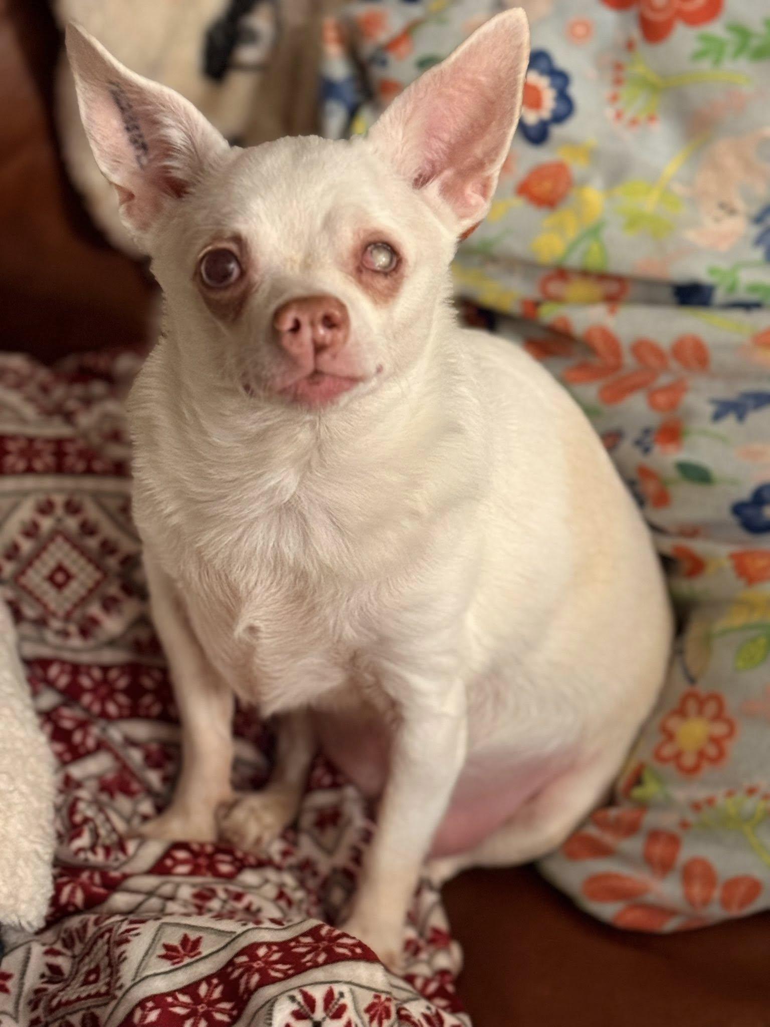 Smiling Stanley, Adoptable, Senior Male Chihuahua.