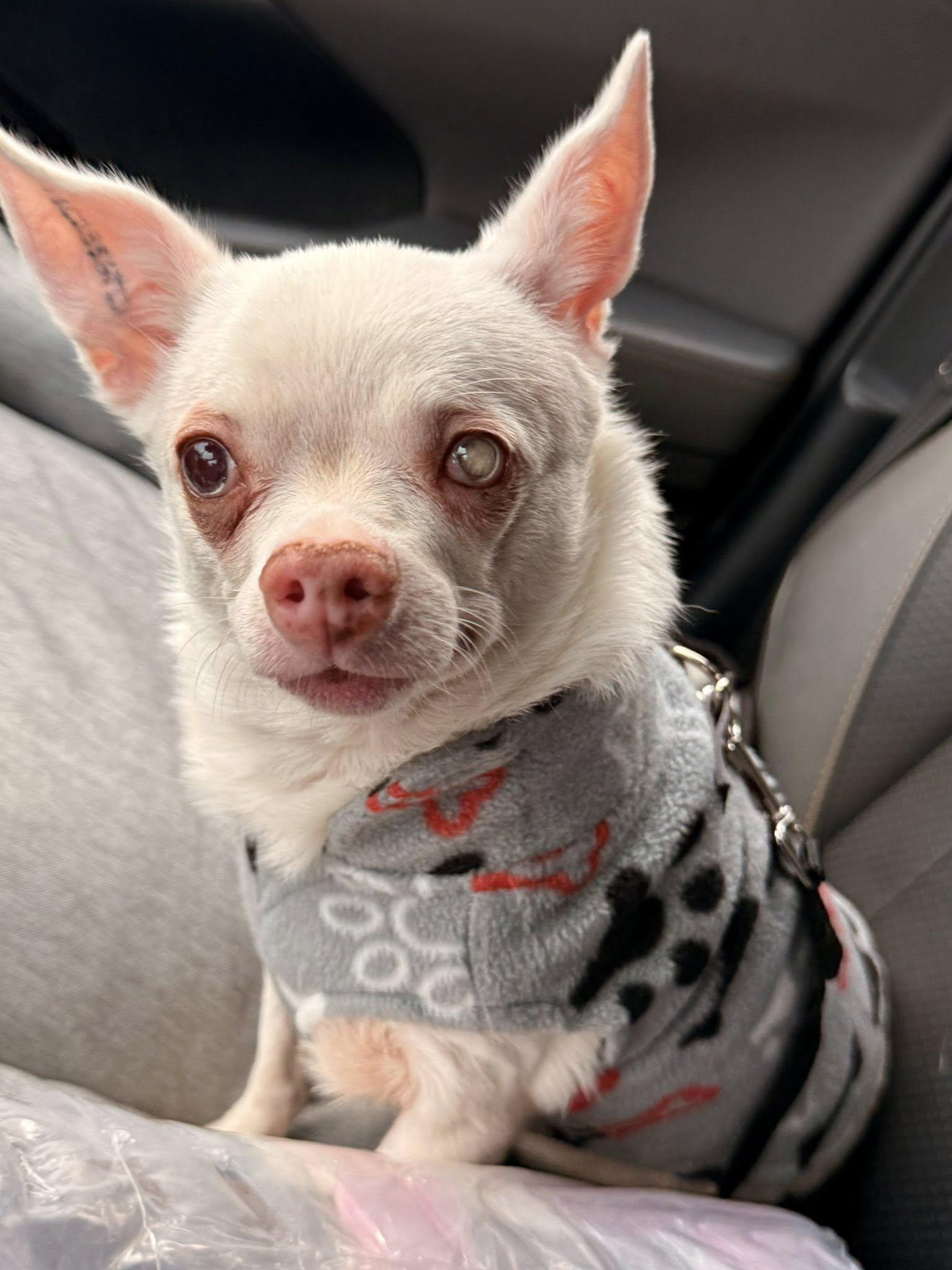 Enlarge Smiling Stanley, a Adoptable Chihuahua in Fairmont, WV image 2/3