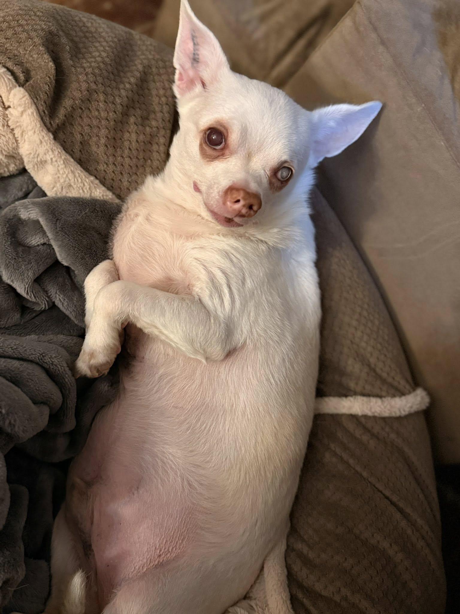 Enlarge Smiling Stanley, a Adoptable Chihuahua in Fairmont, WV image 3/3