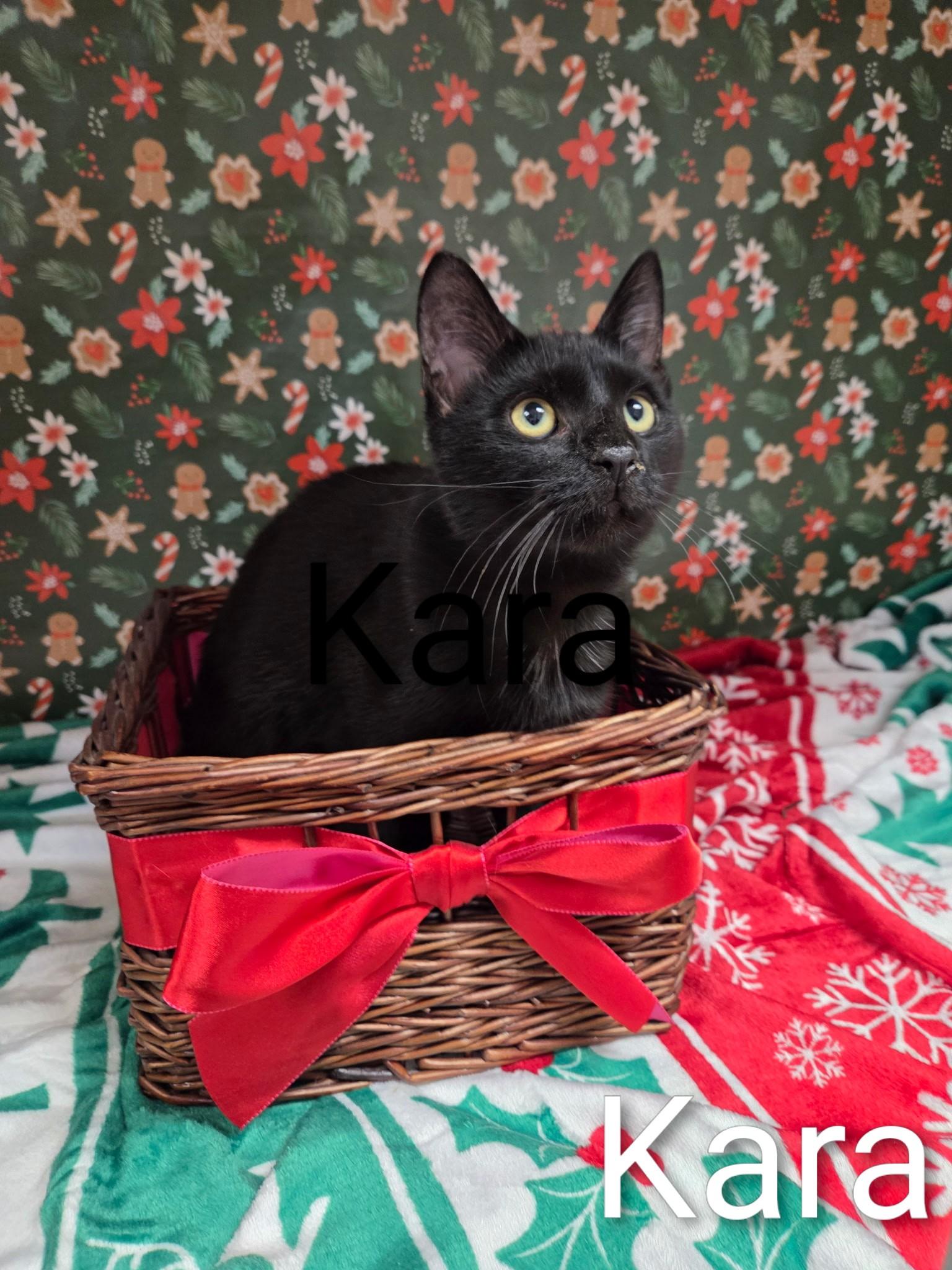 Kara, Adoptable, Kitten Female Domestic Short Hair.