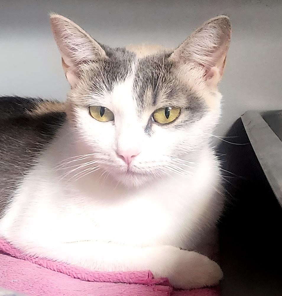 Flourish, Adoptable, Adult Female Domestic Short Hair.