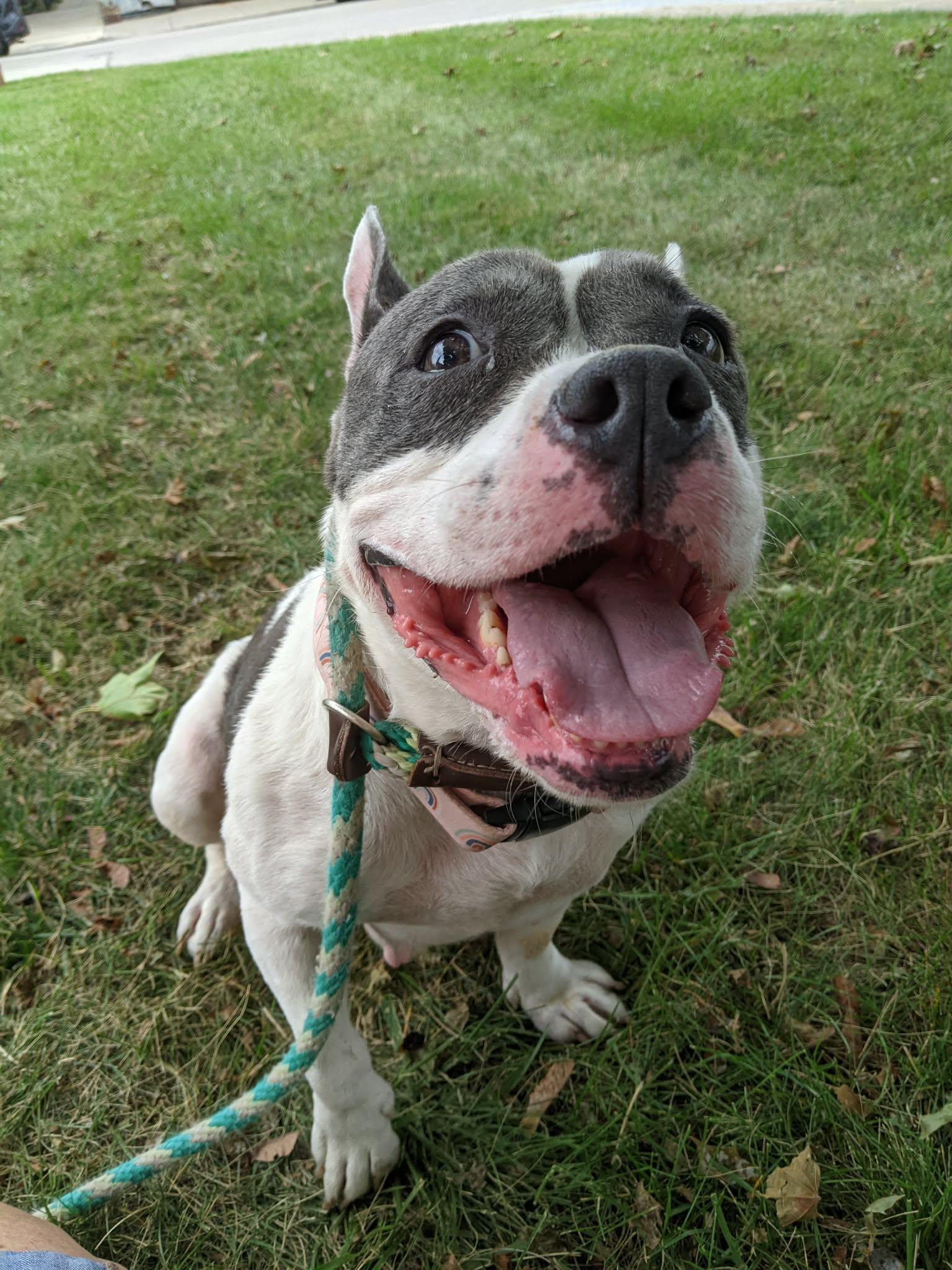 Enlarge Ginger Rogers, a Adopted mixed breed in Buffalo, NY image 6/6