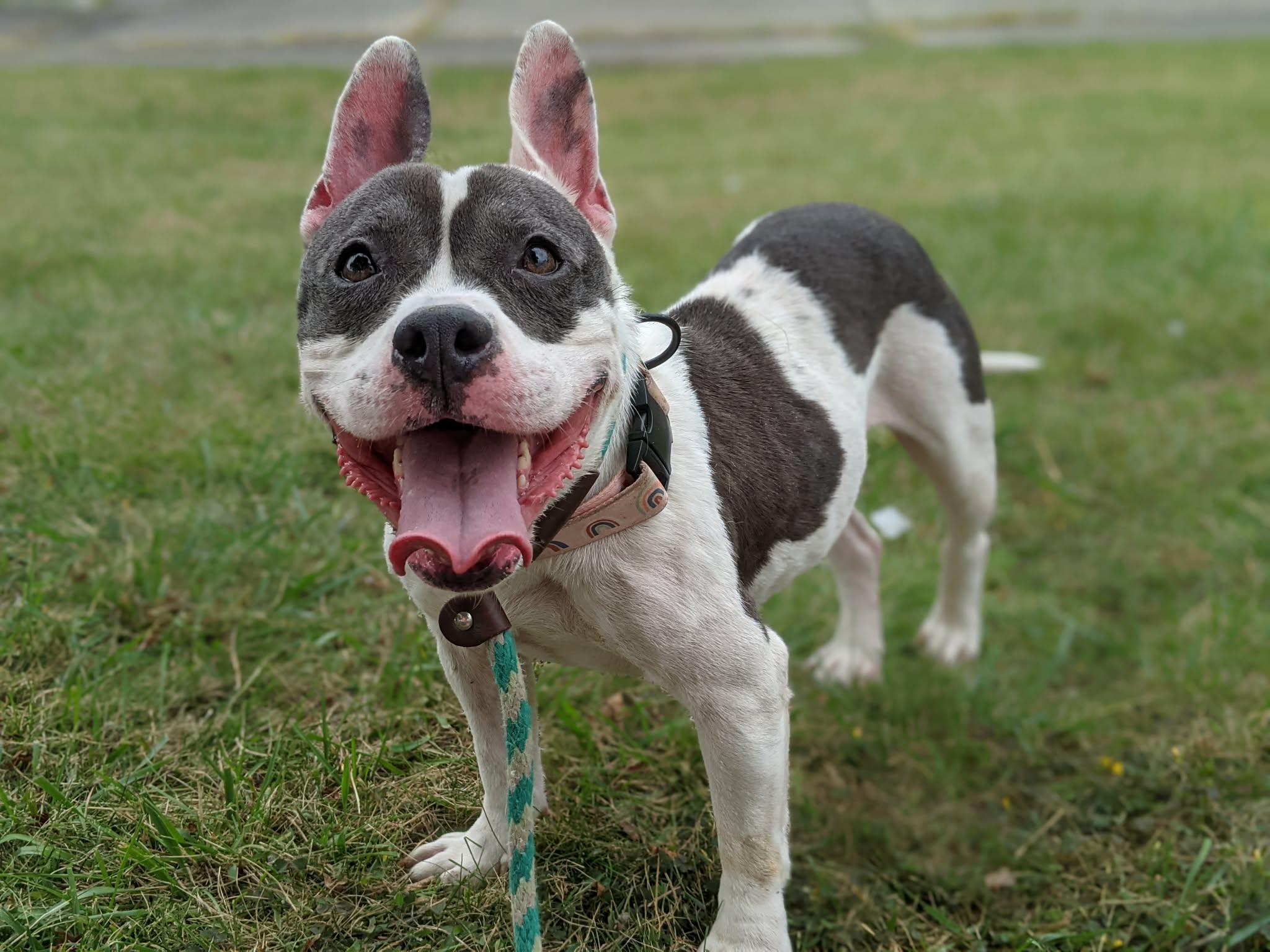 Enlarge Ginger Rogers, a Adopted mixed breed in Buffalo, NY image 2/6