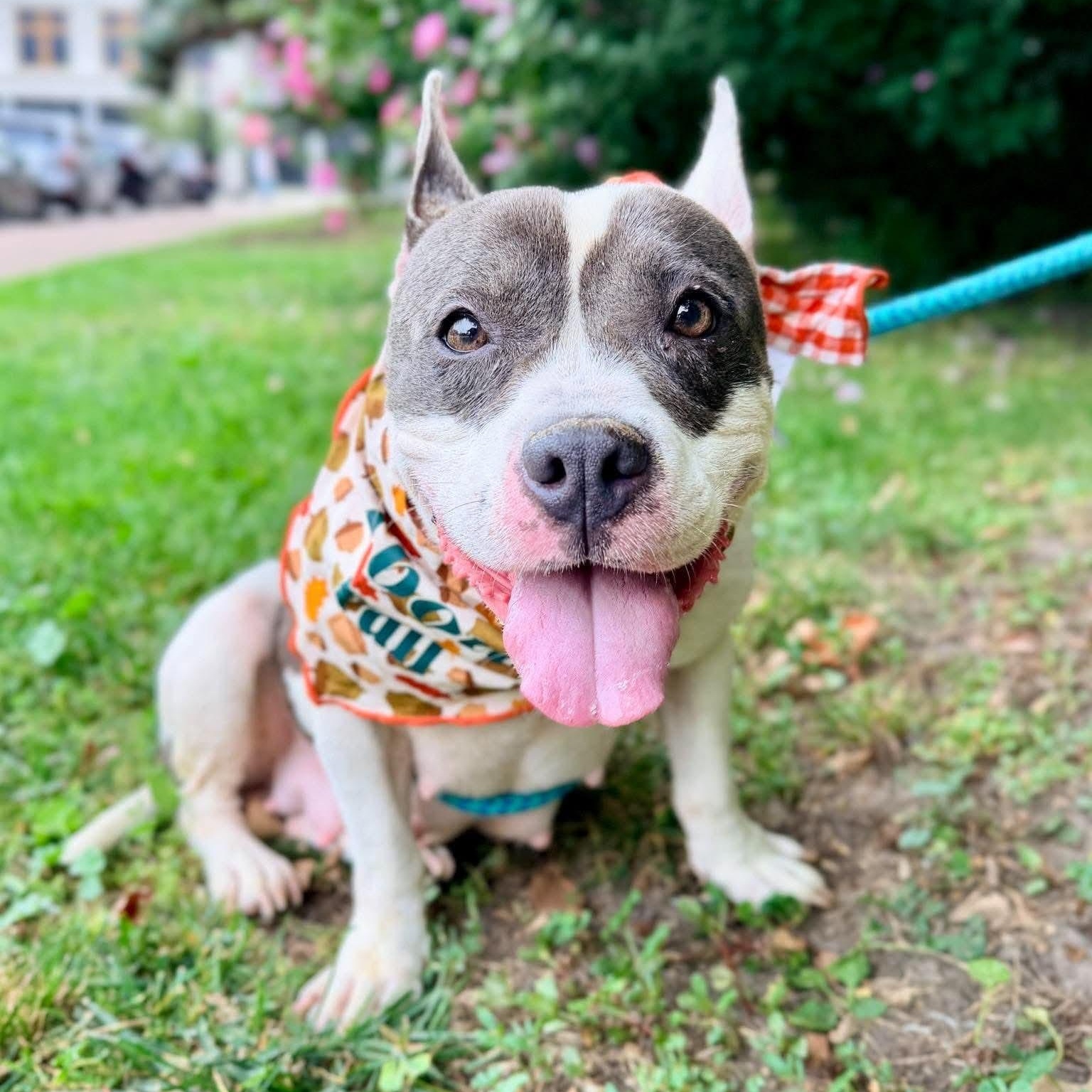 Enlarge Ginger Rogers, a Adopted mixed breed in Buffalo, NY image 1/6