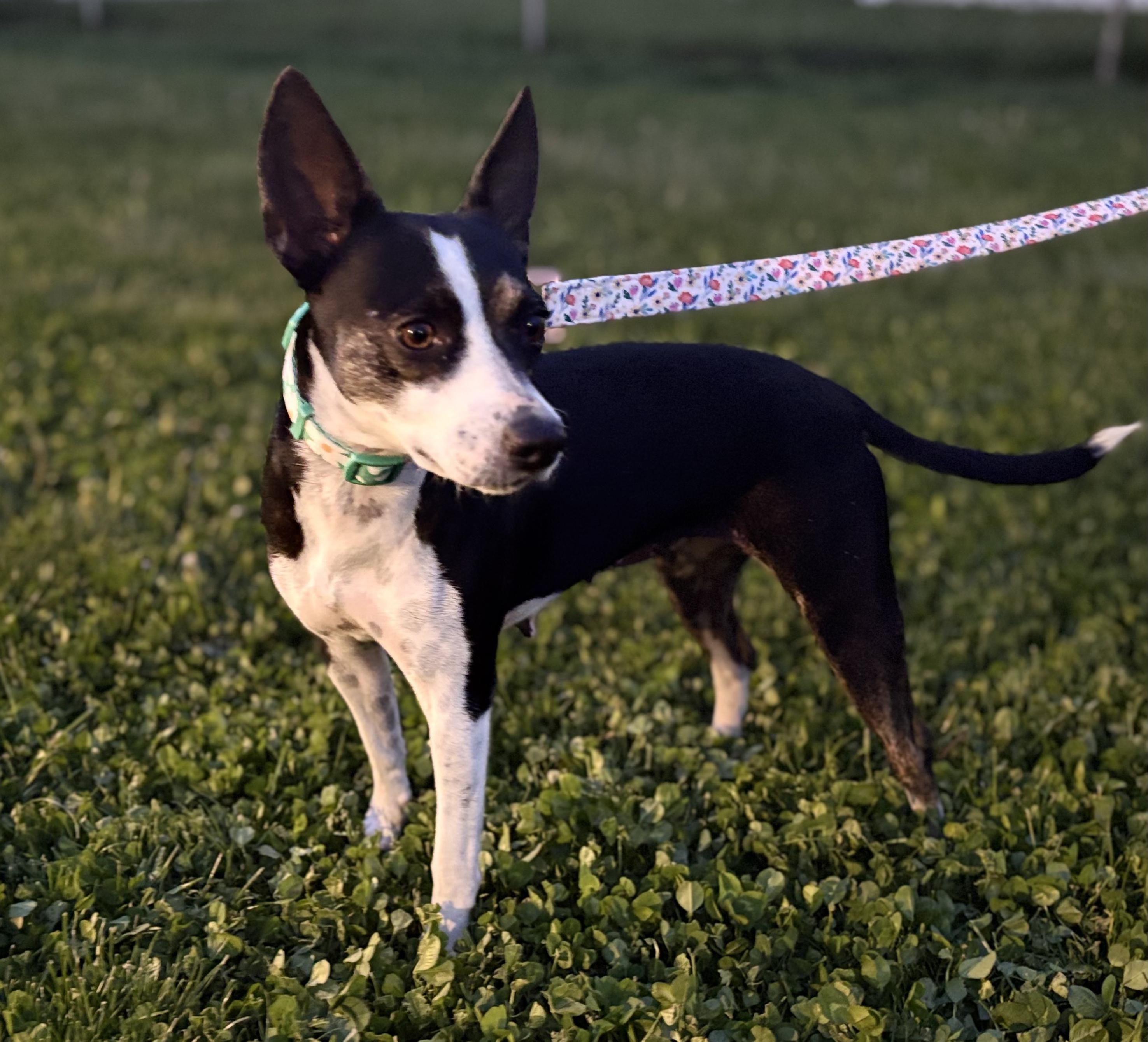 Enlarge Jodi, an adopted mixed breed in allentown, PA image 2/6
