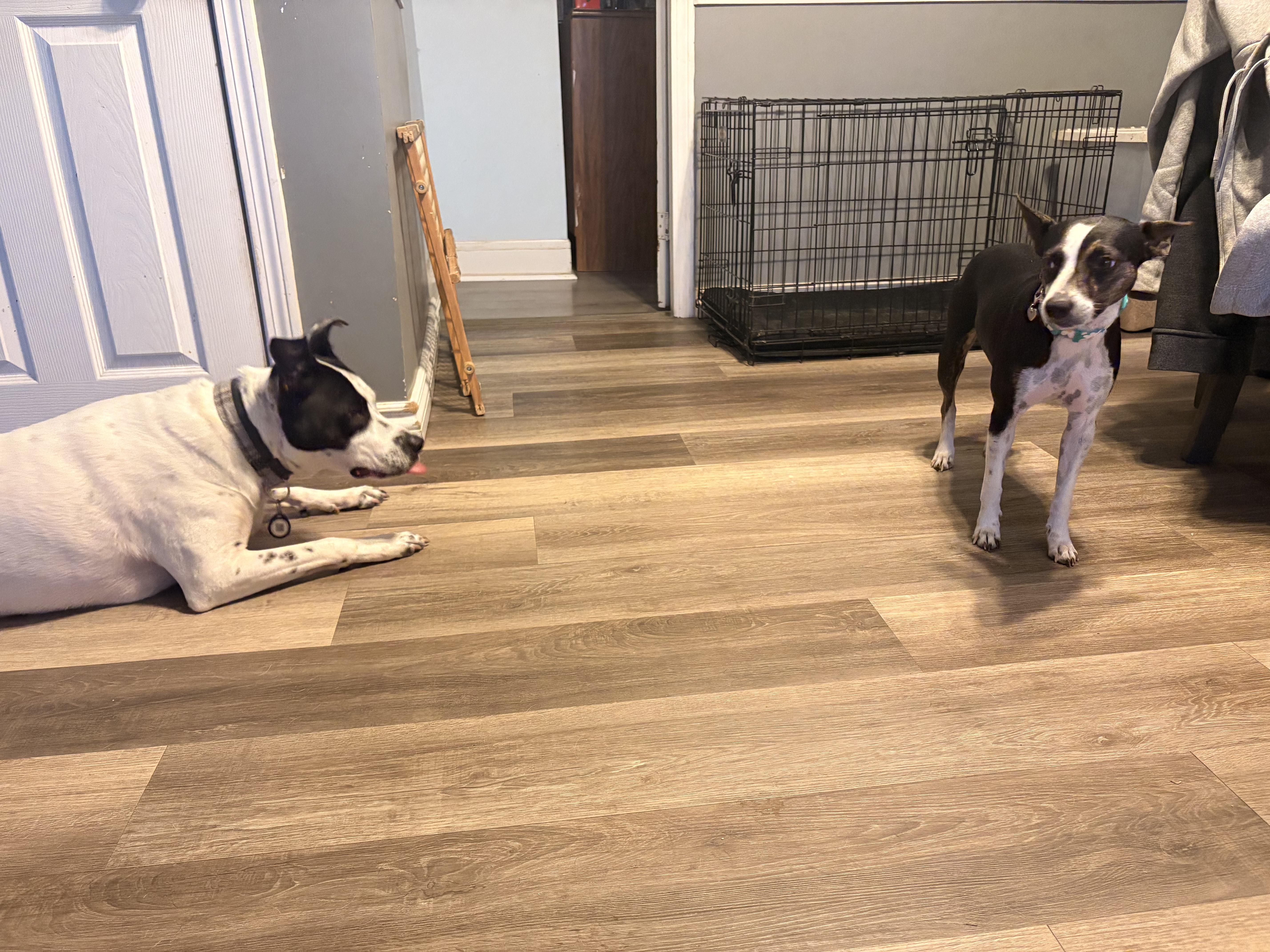 Enlarge Jodi, an adopted mixed breed in allentown, PA image 6/6