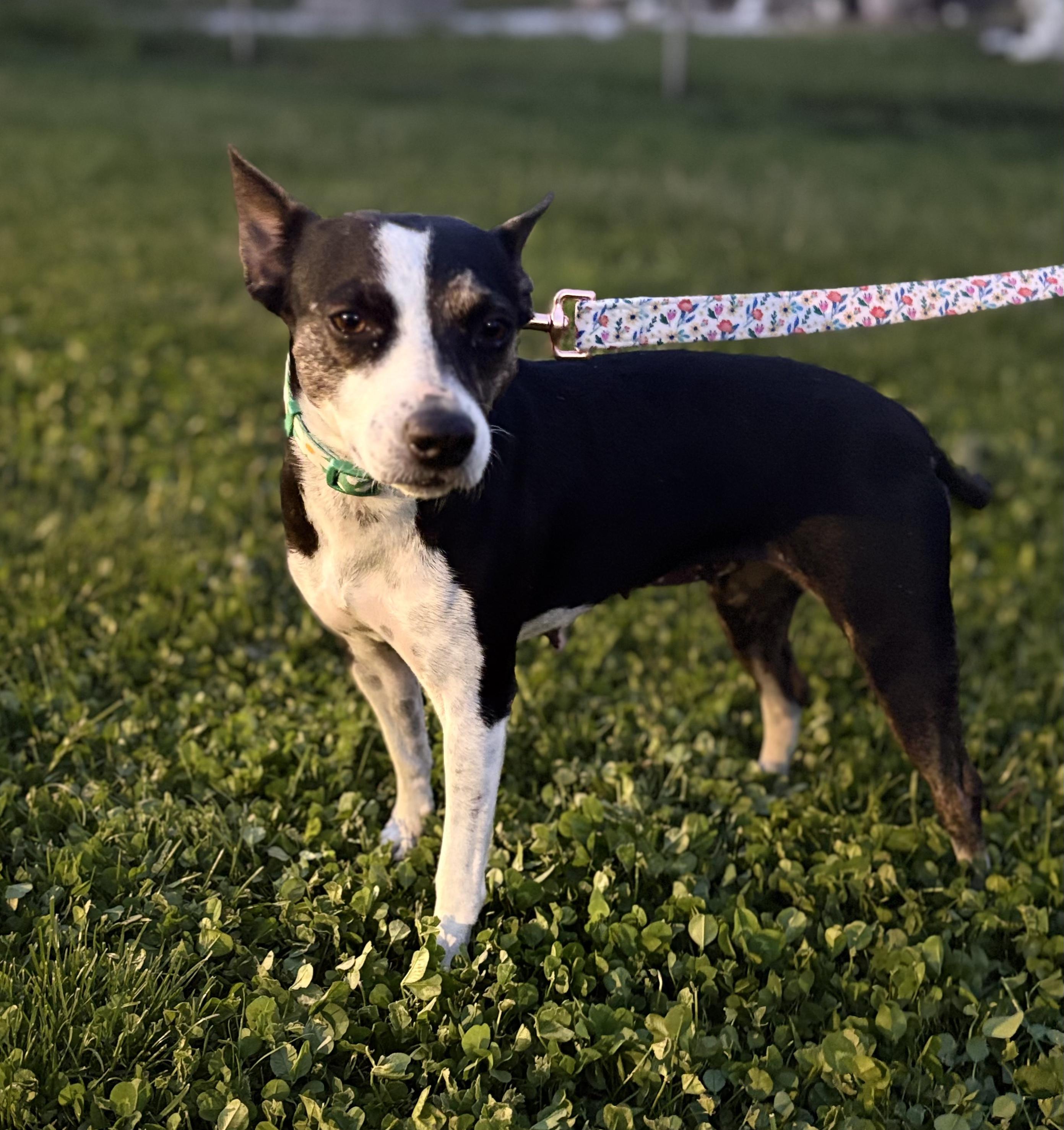 Enlarge Jodi, an adopted mixed breed in allentown, PA image 4/6