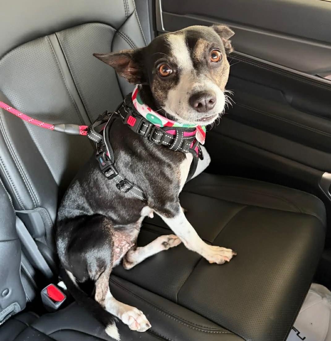 Enlarge Jodi, an adopted mixed breed in allentown, PA image 1/6