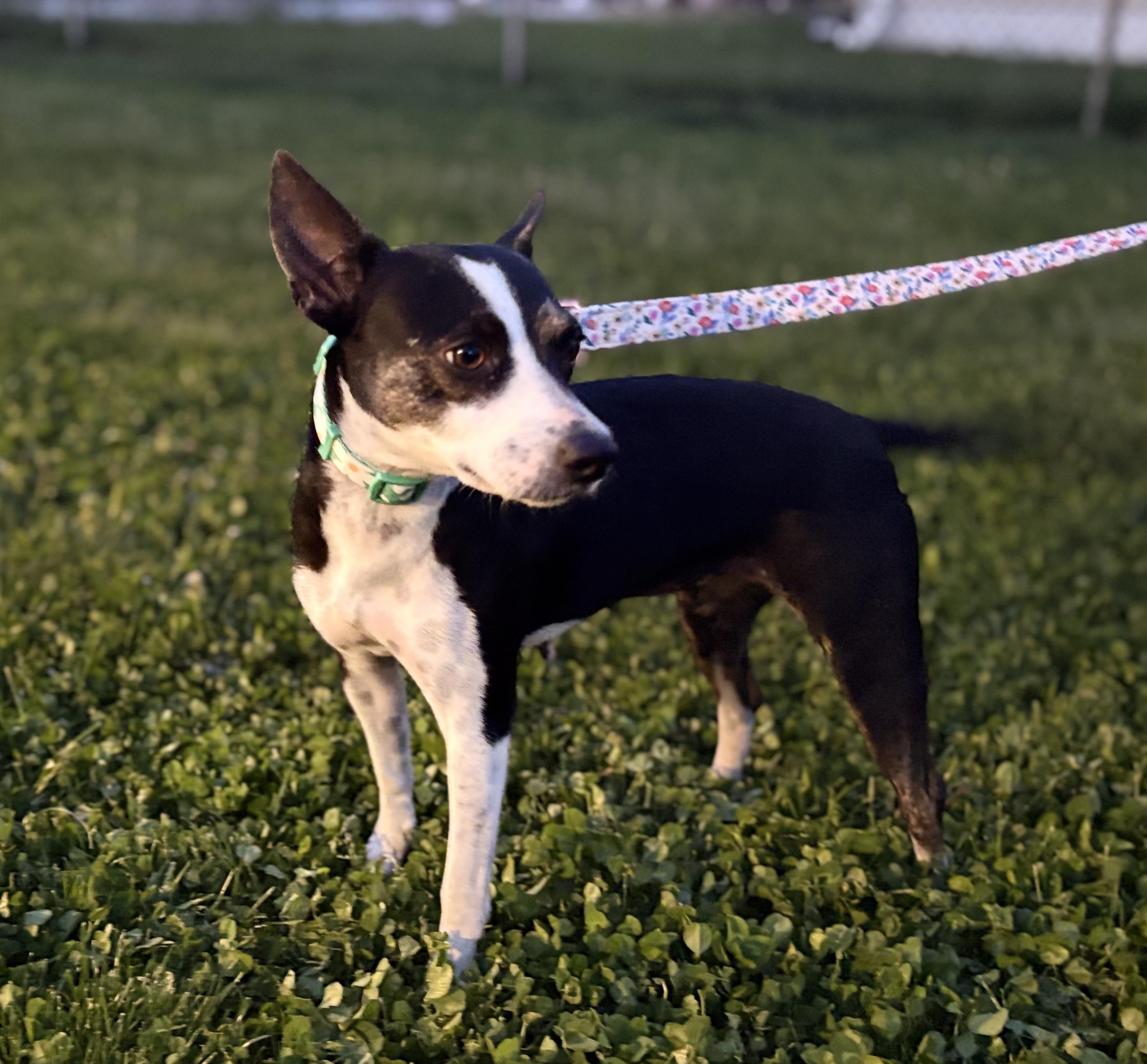 Enlarge Jodi, an adopted mixed breed in allentown, PA image 3/6