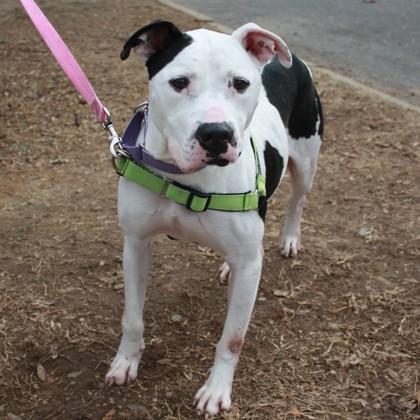 Enlarge Howlite, a Adoptable mixed breed in Richmond, VA image 1/2