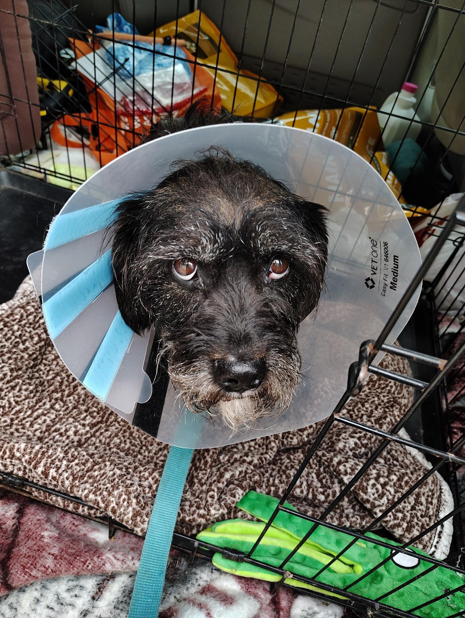 Waldo, ADOPTABLE, Senior Male Wirehaired Terrier.