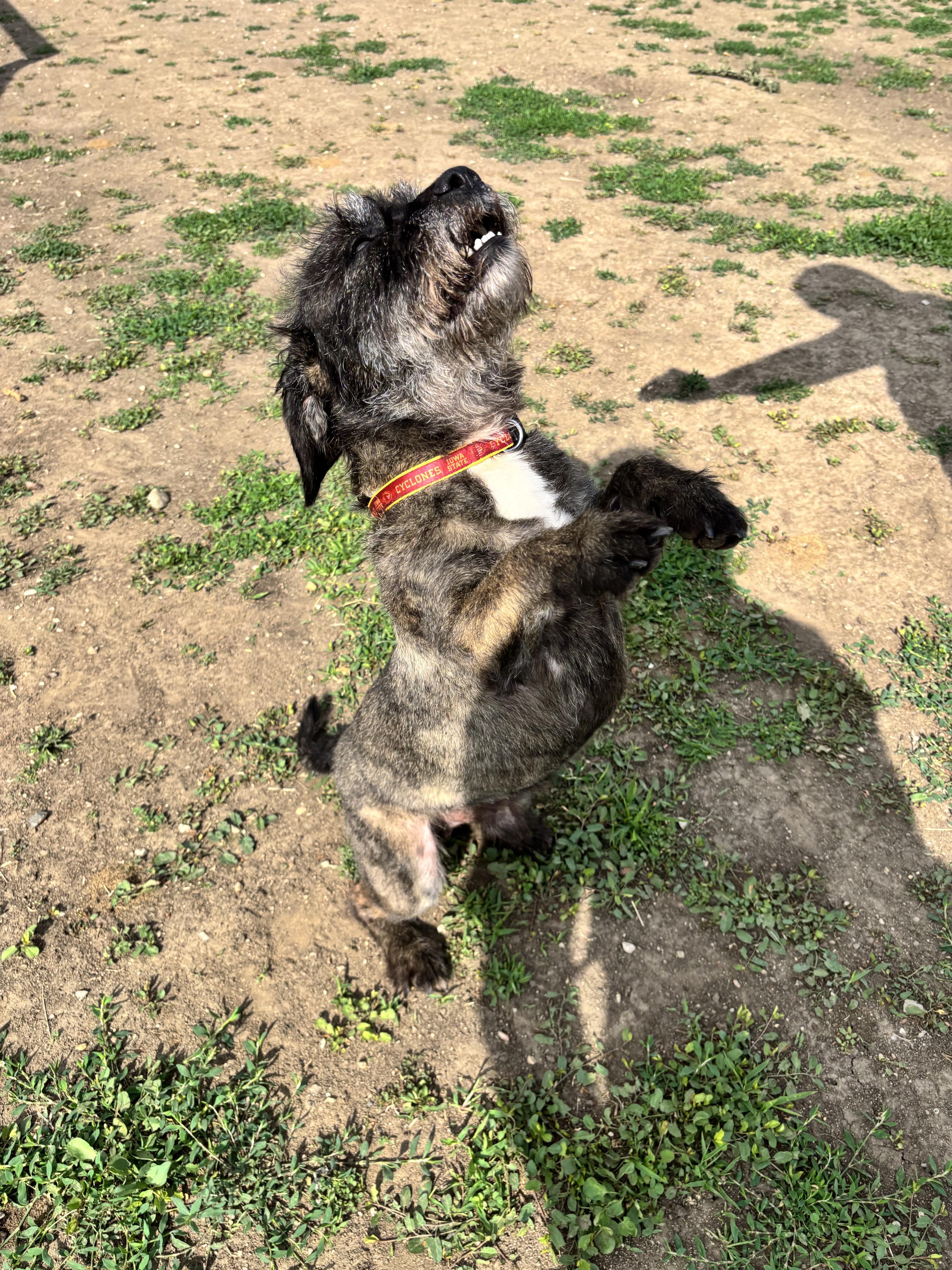 Waldo, ADOPTABLE, Senior Male Wirehaired Terrier.
