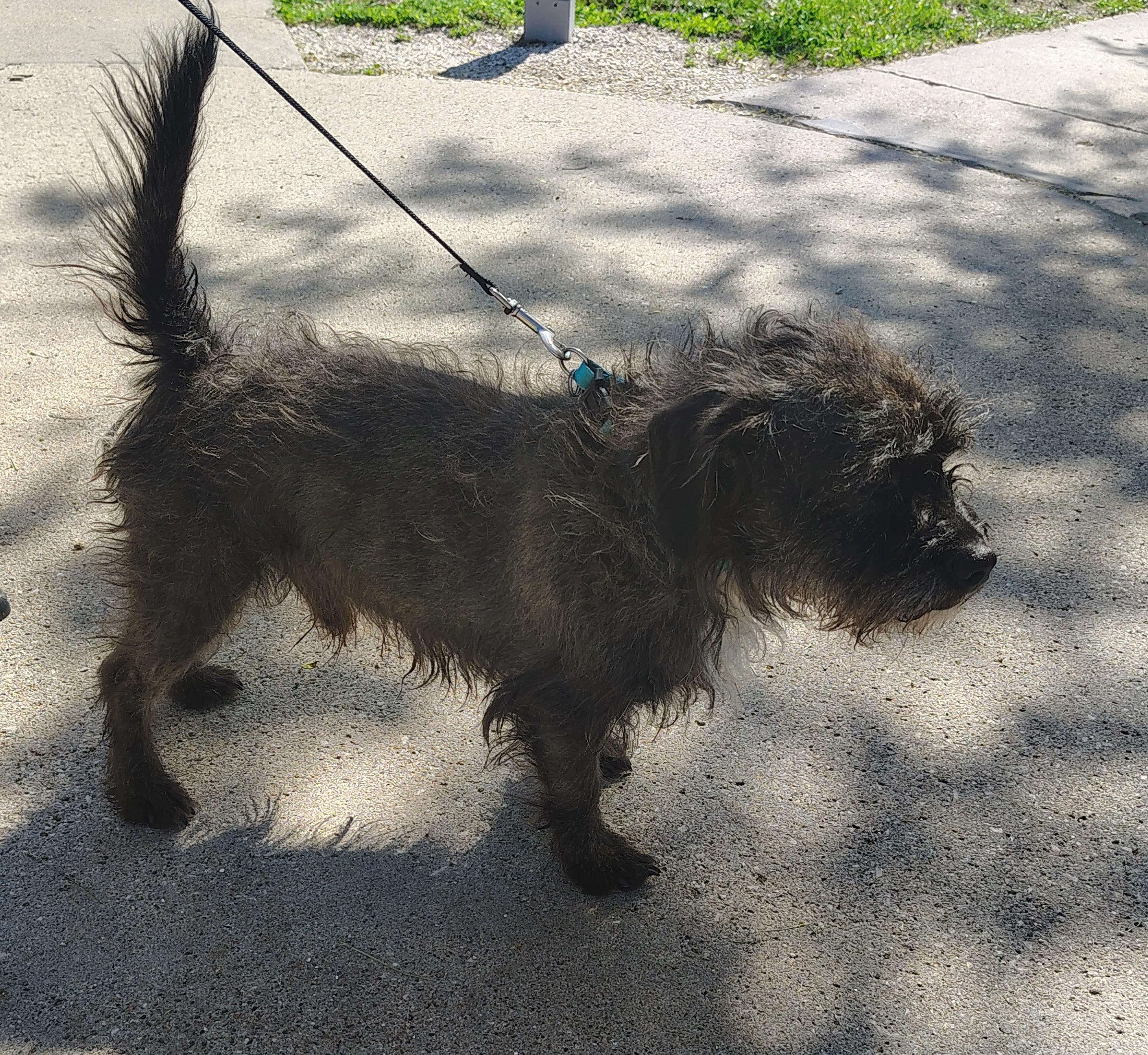 Enlarge Waldo, a ADOPTABLE mixed breed in Rockwell City, IA image 3/4