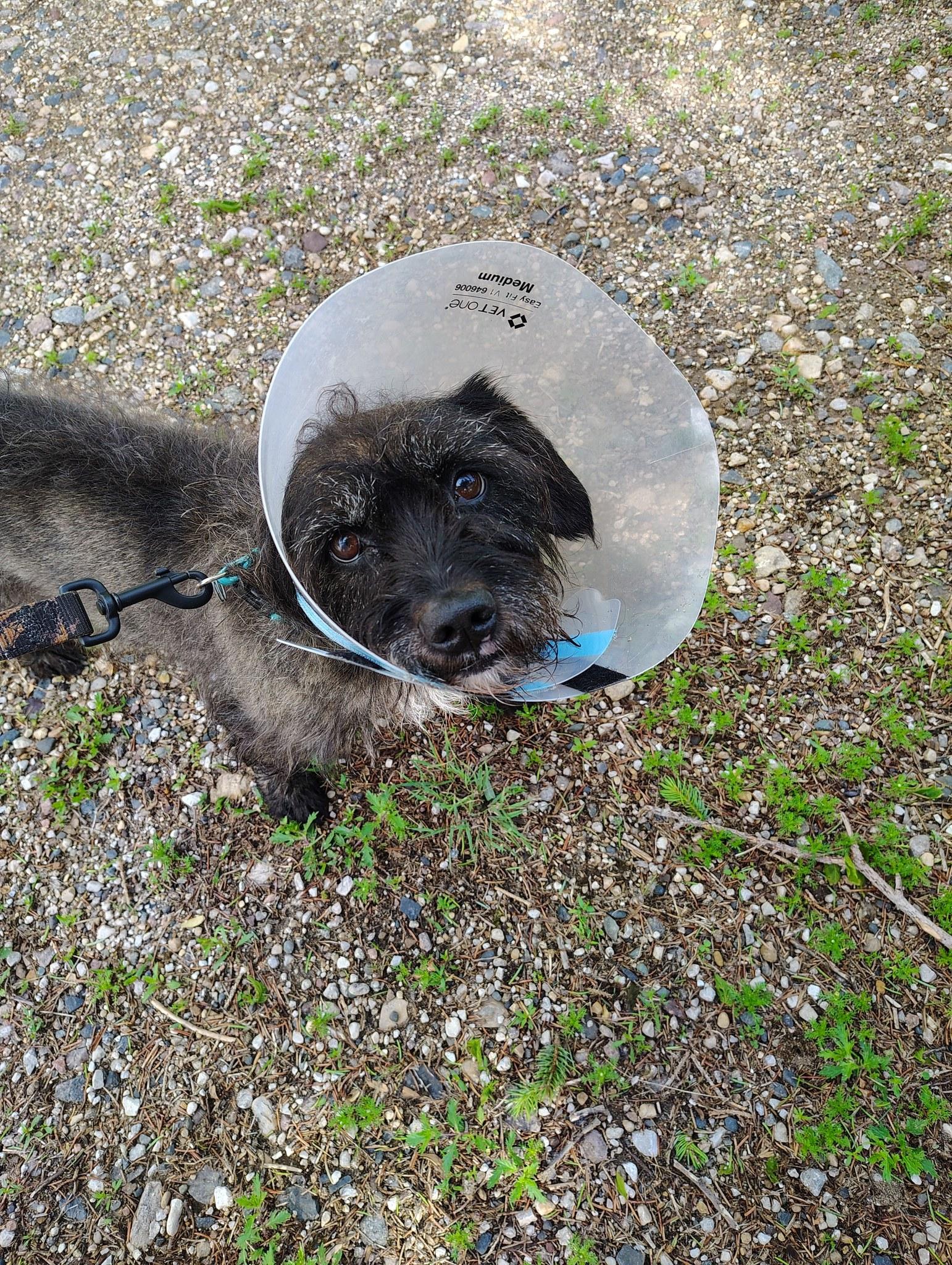 Enlarge Waldo, a ADOPTABLE mixed breed in Rockwell City, IA image 4/4
