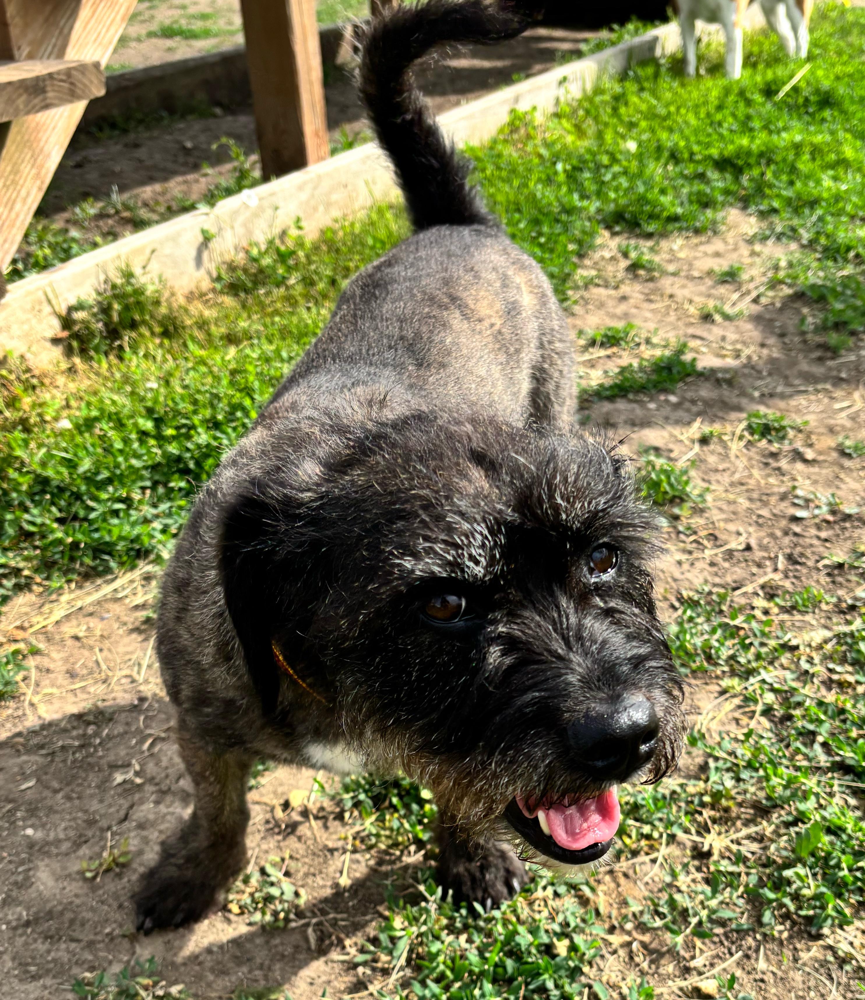 Enlarge Waldo, a ADOPTABLE mixed breed in Rockwell City, IA image 2/3