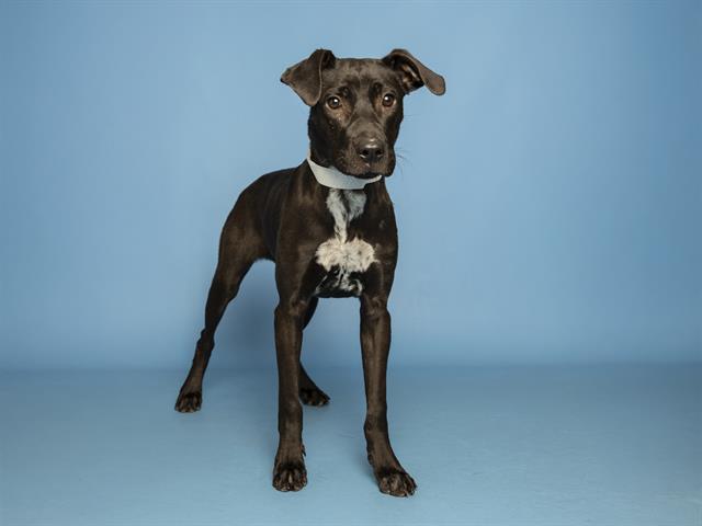 FRANKIE, Adoptable, Young Female Pit Bull Terrier & Mixed Breed.