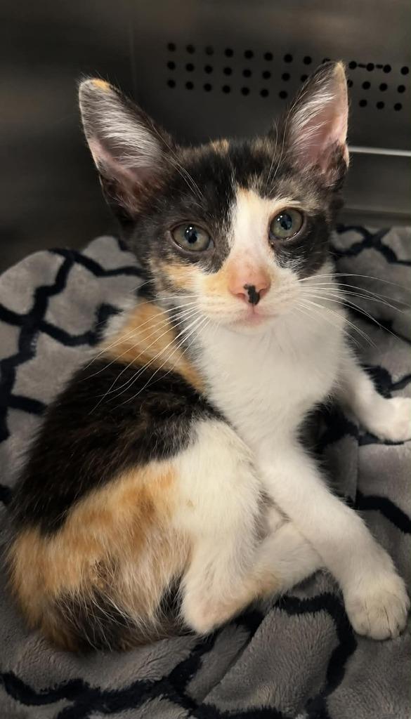 Buckshot, Adoptable, Kitten Female Domestic Short Hair.