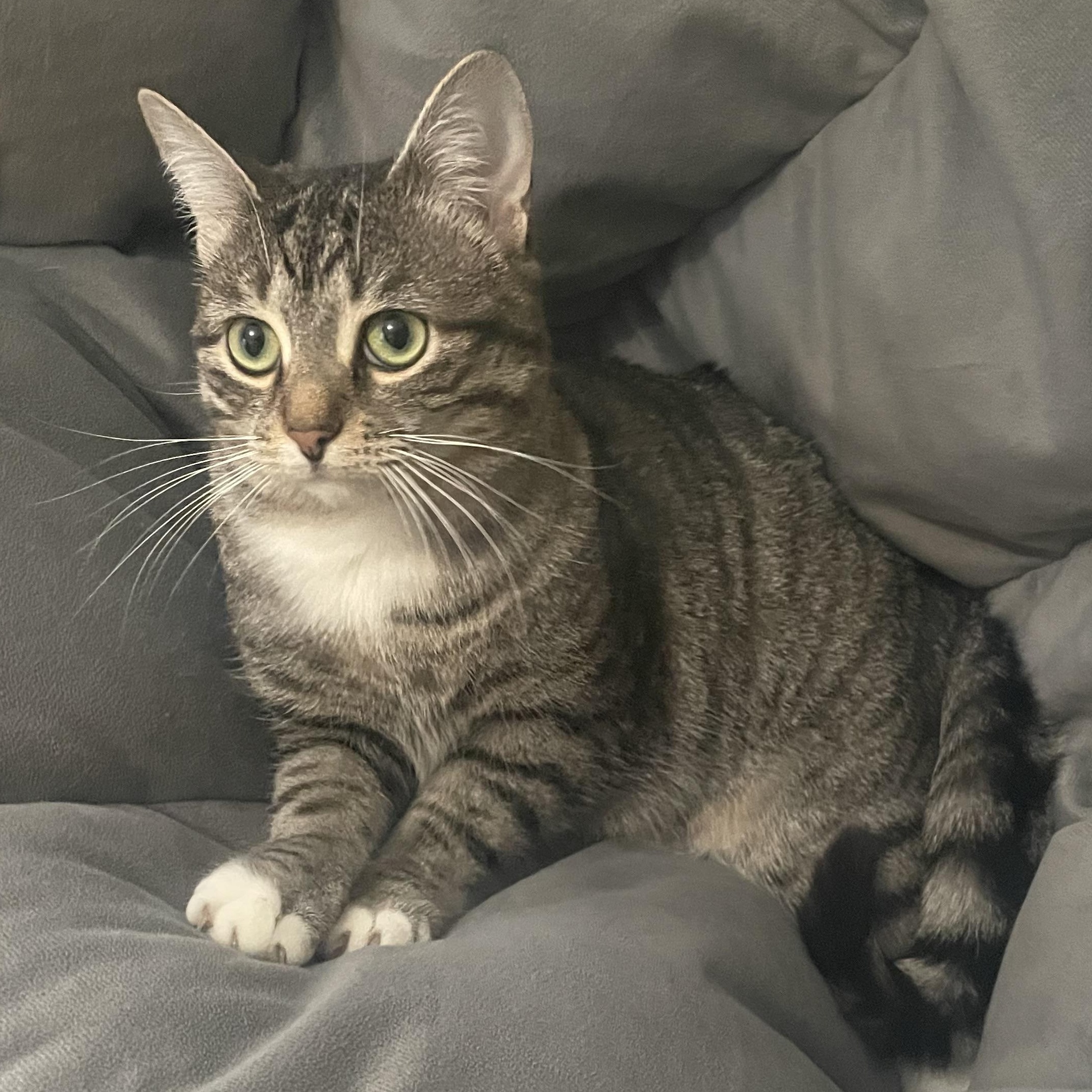 Enlarge Koa, a Adoptable Domestic Short Hair in Avon, NY image 2/3