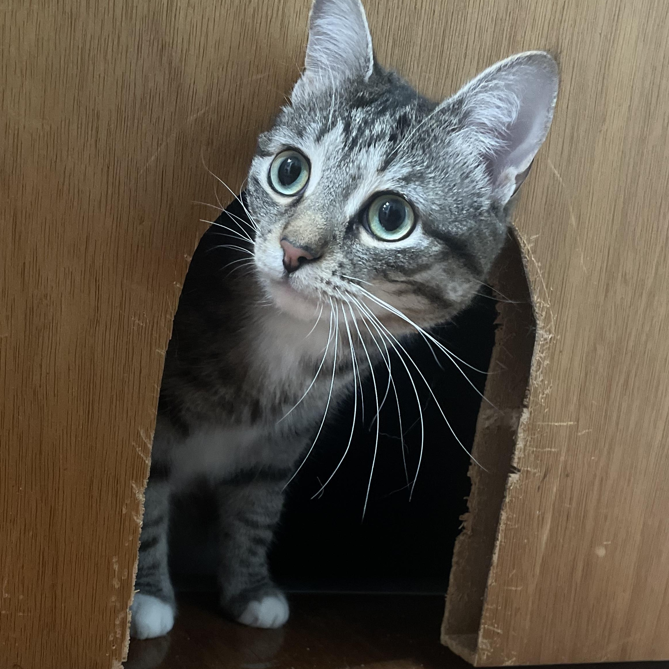 Enlarge Koa, a Adoptable Domestic Short Hair in Avon, NY image 1/3