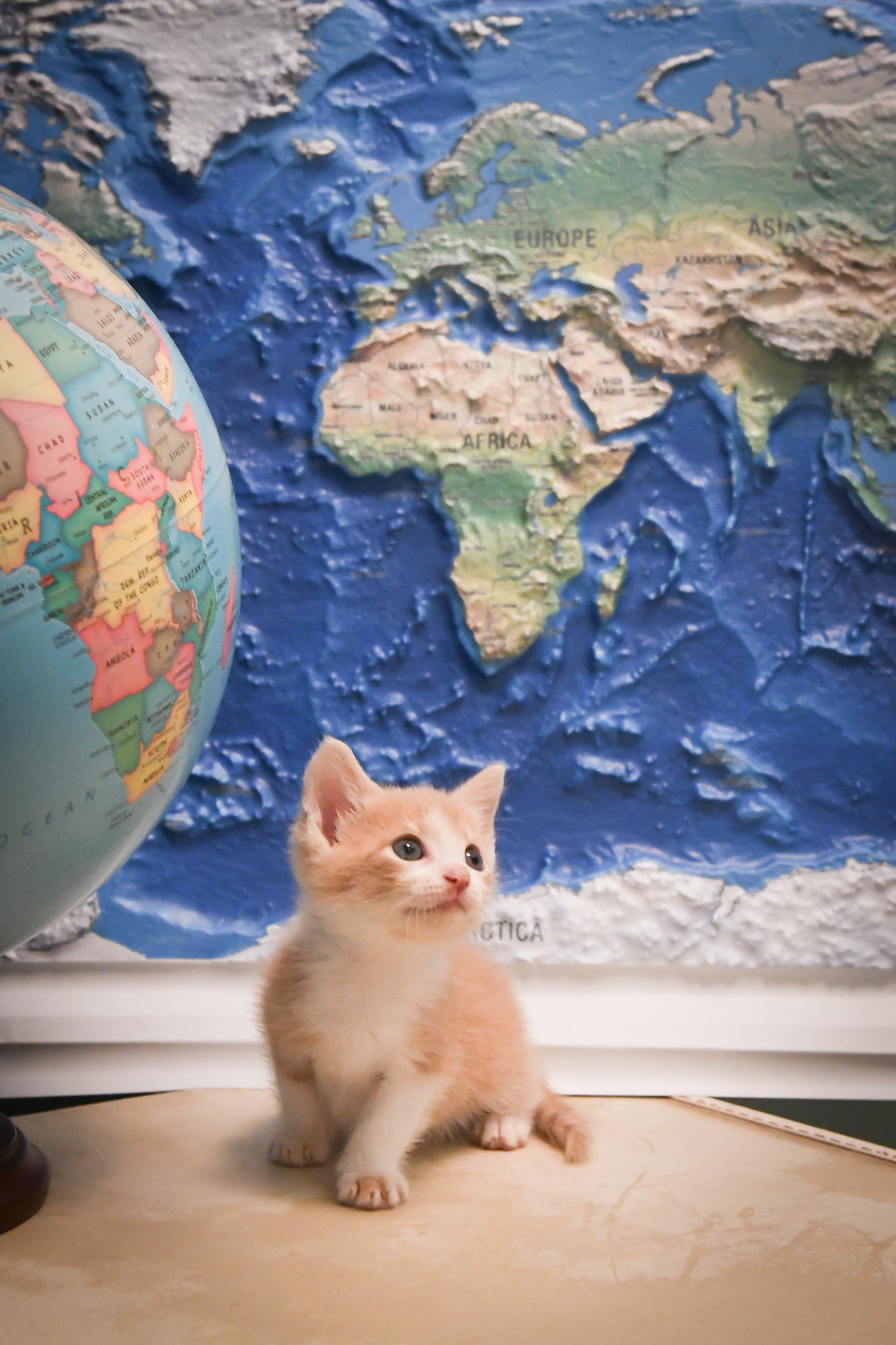 Enlarge Dallas, a Adopted Domestic Short Hair in Port Washington, WI image 3/3