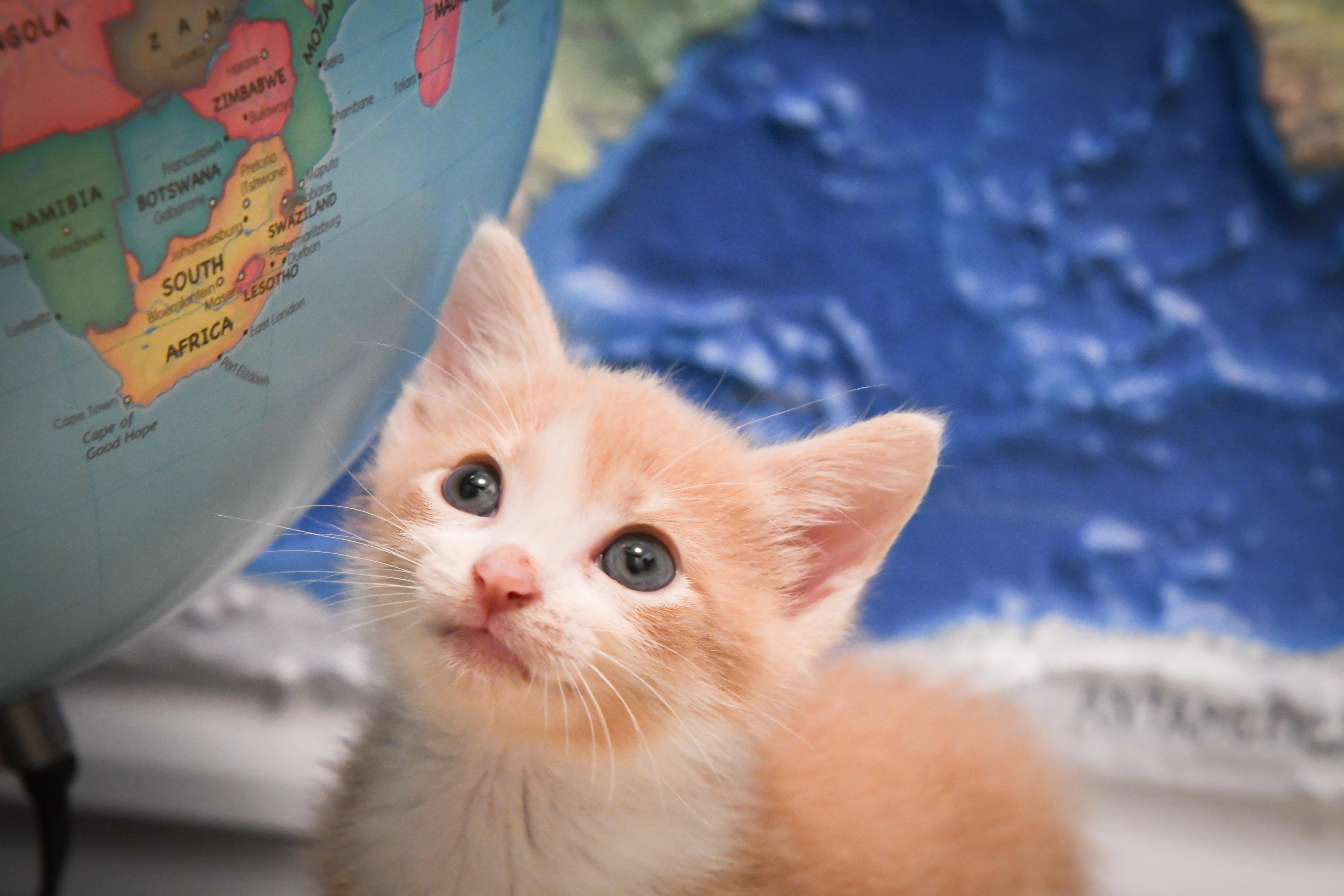 Dallas, Adopted, Kitten Male Domestic Short Hair.