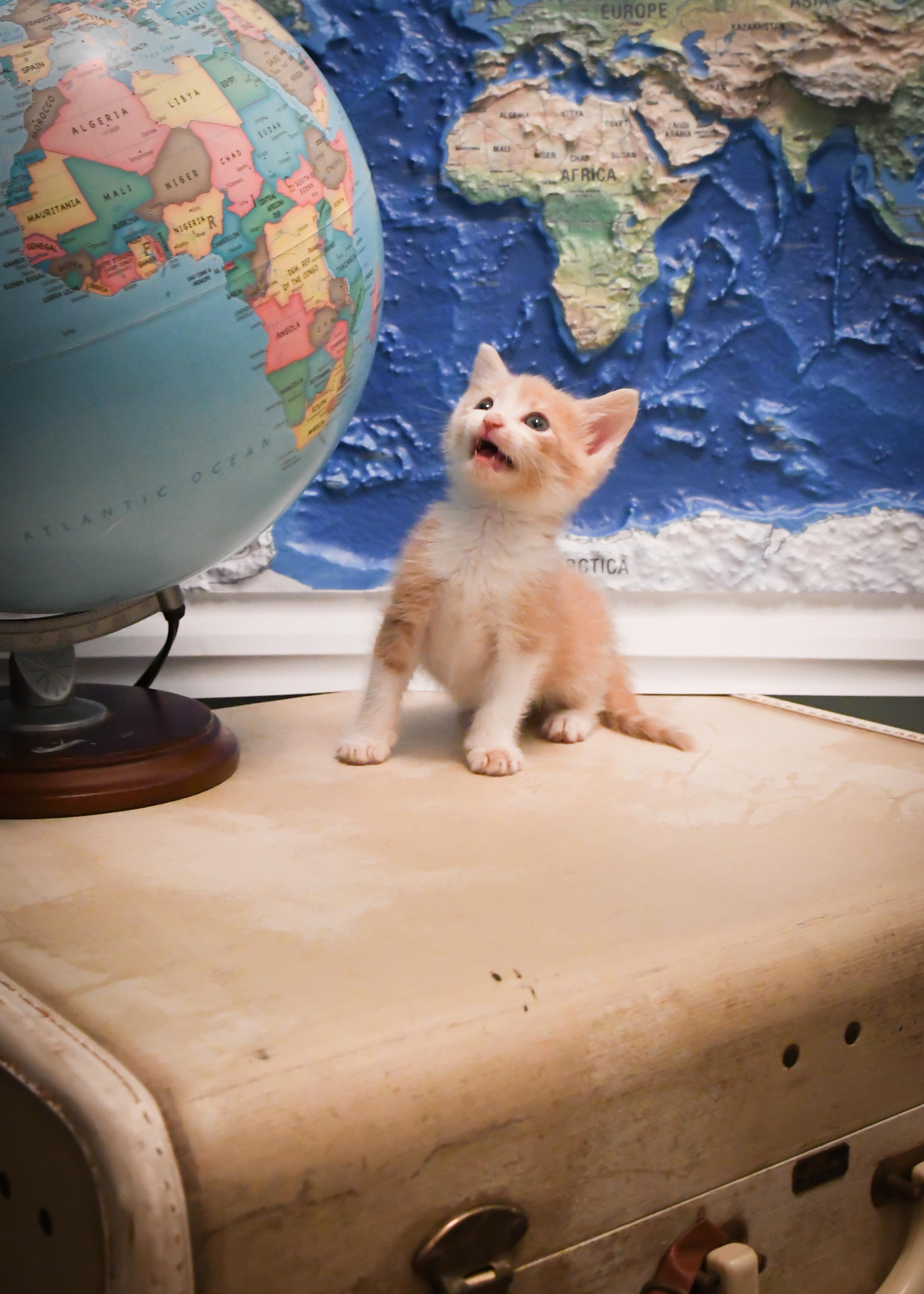 Enlarge Dallas, a Adopted Domestic Short Hair in Port Washington, WI image 2/3