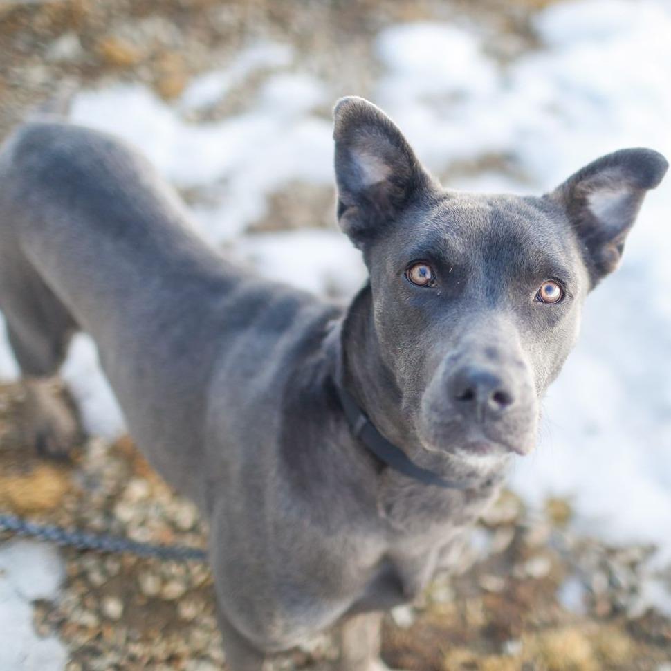 Milly Noon, Adoptable, Adult Female Mixed Breed.