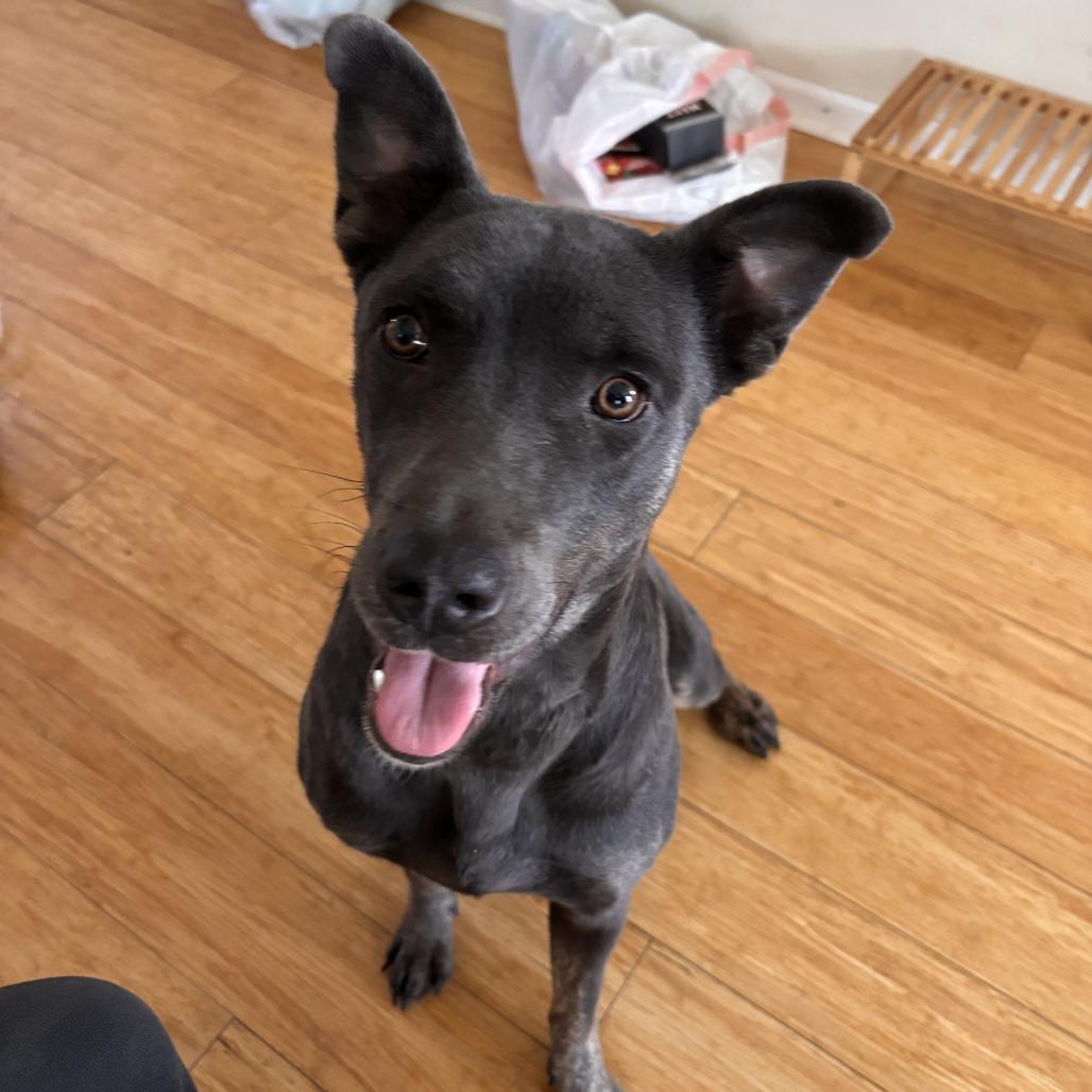 Milly Noon, a Adoptable Mixed Breed in Dover, NH image 2/6