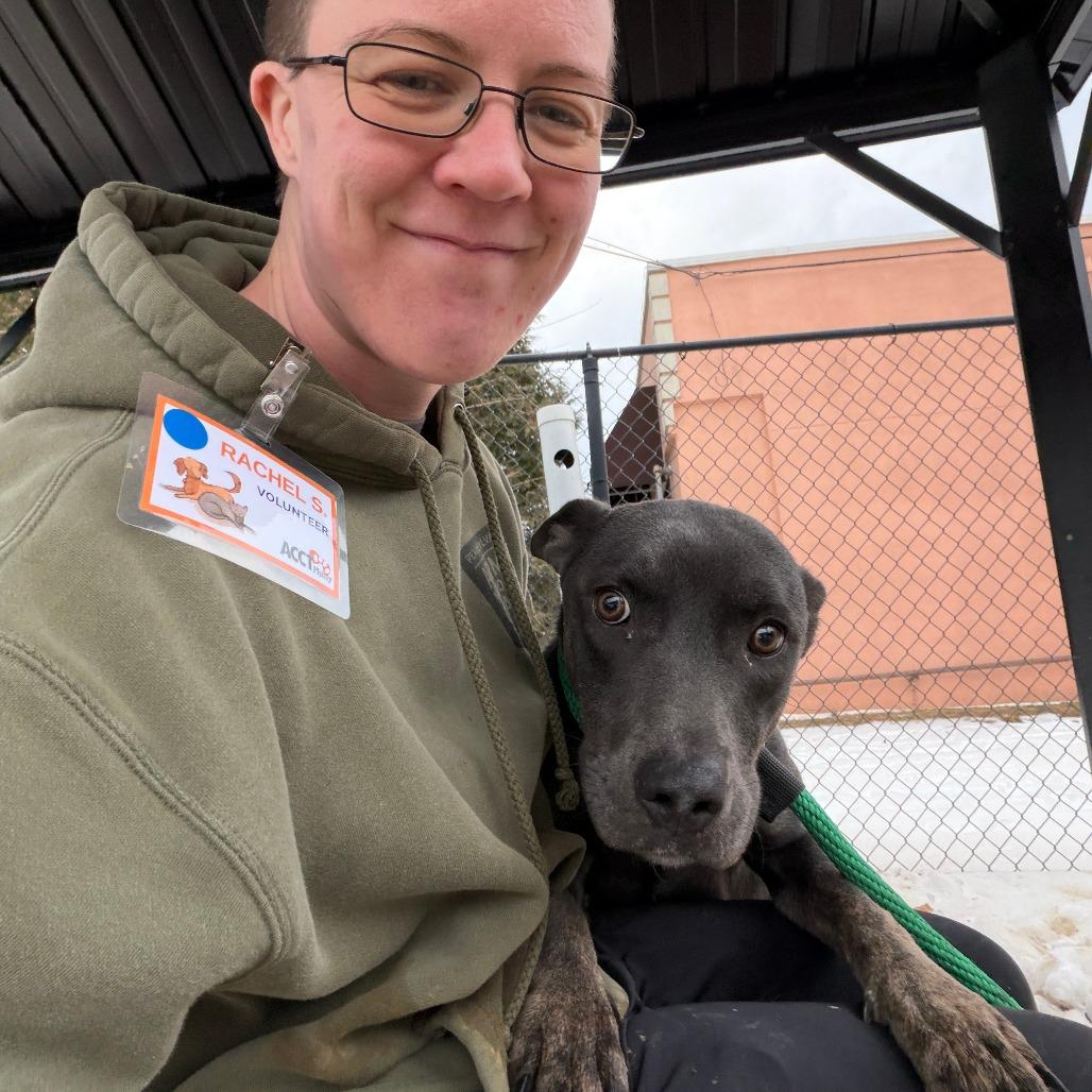 Milly Noon, a Adoptable Mixed Breed in Dover, NH image 3/6