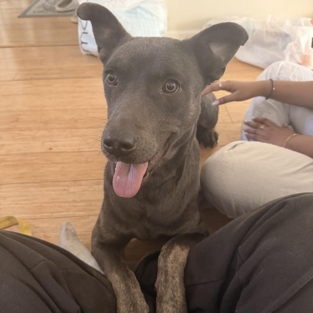 Milly Noon, a Adoptable Mixed Breed in Dover, NH image 4/6
